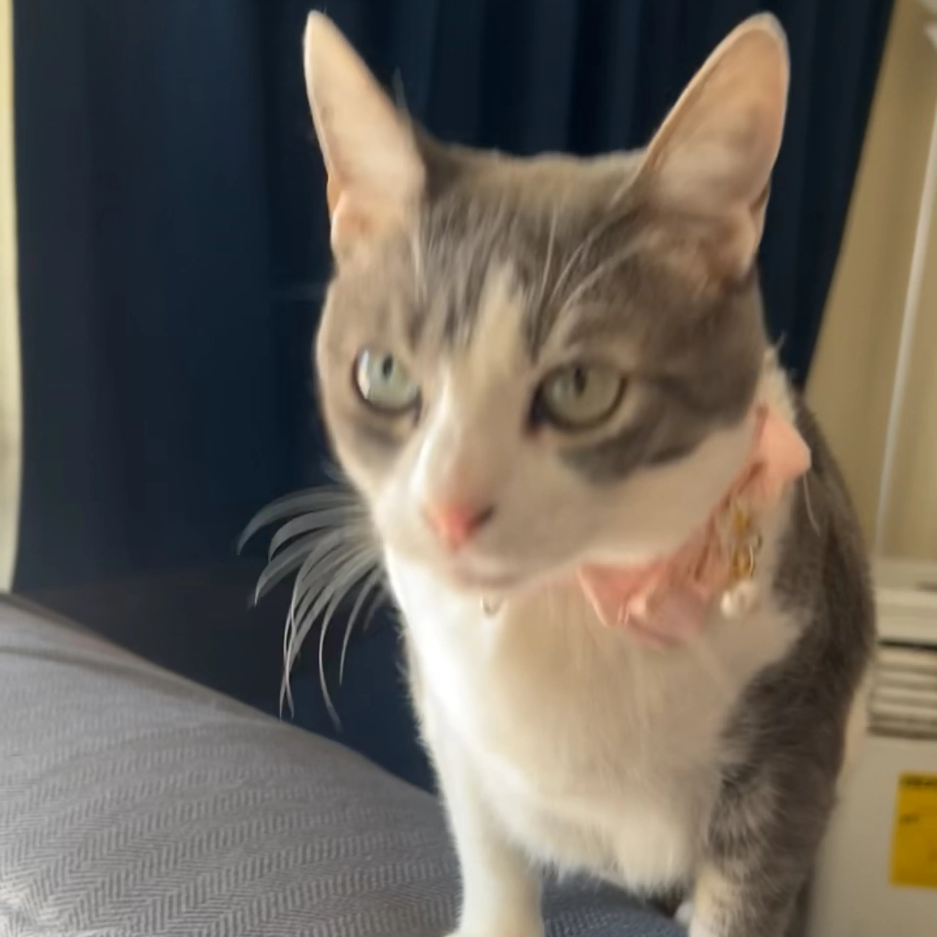 Lost pet-1