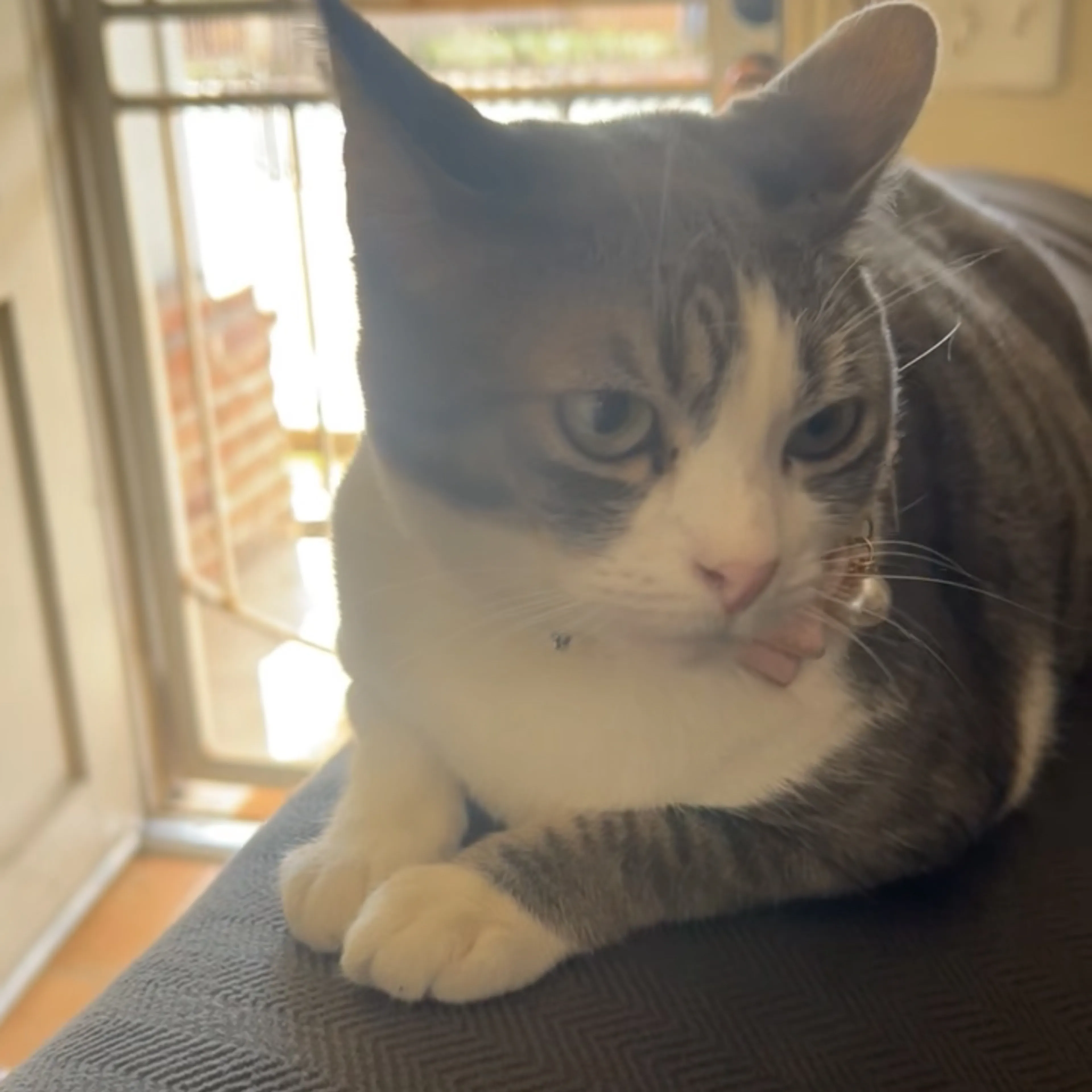 Lost pet-2