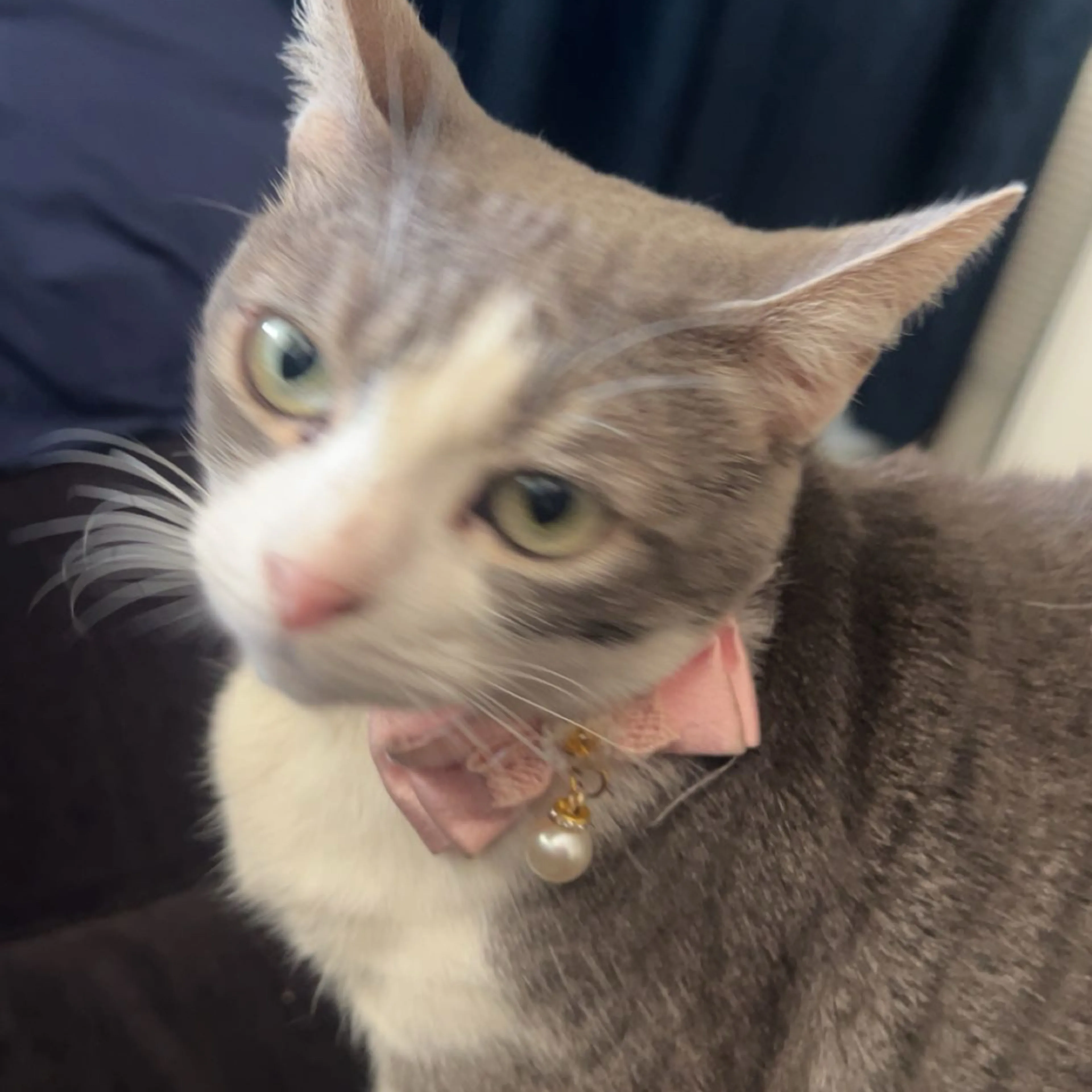 Lost pet-3