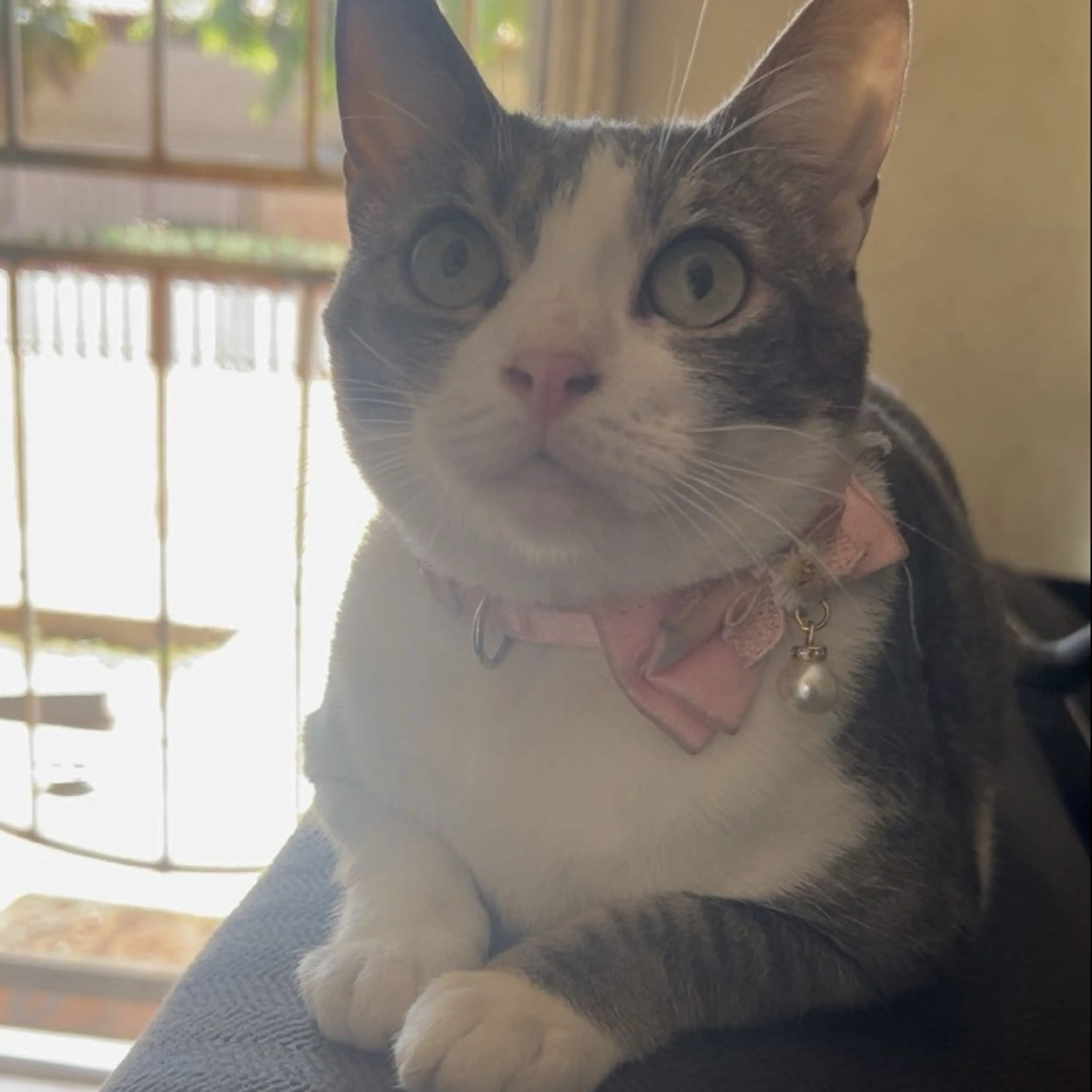 Lost pet-0