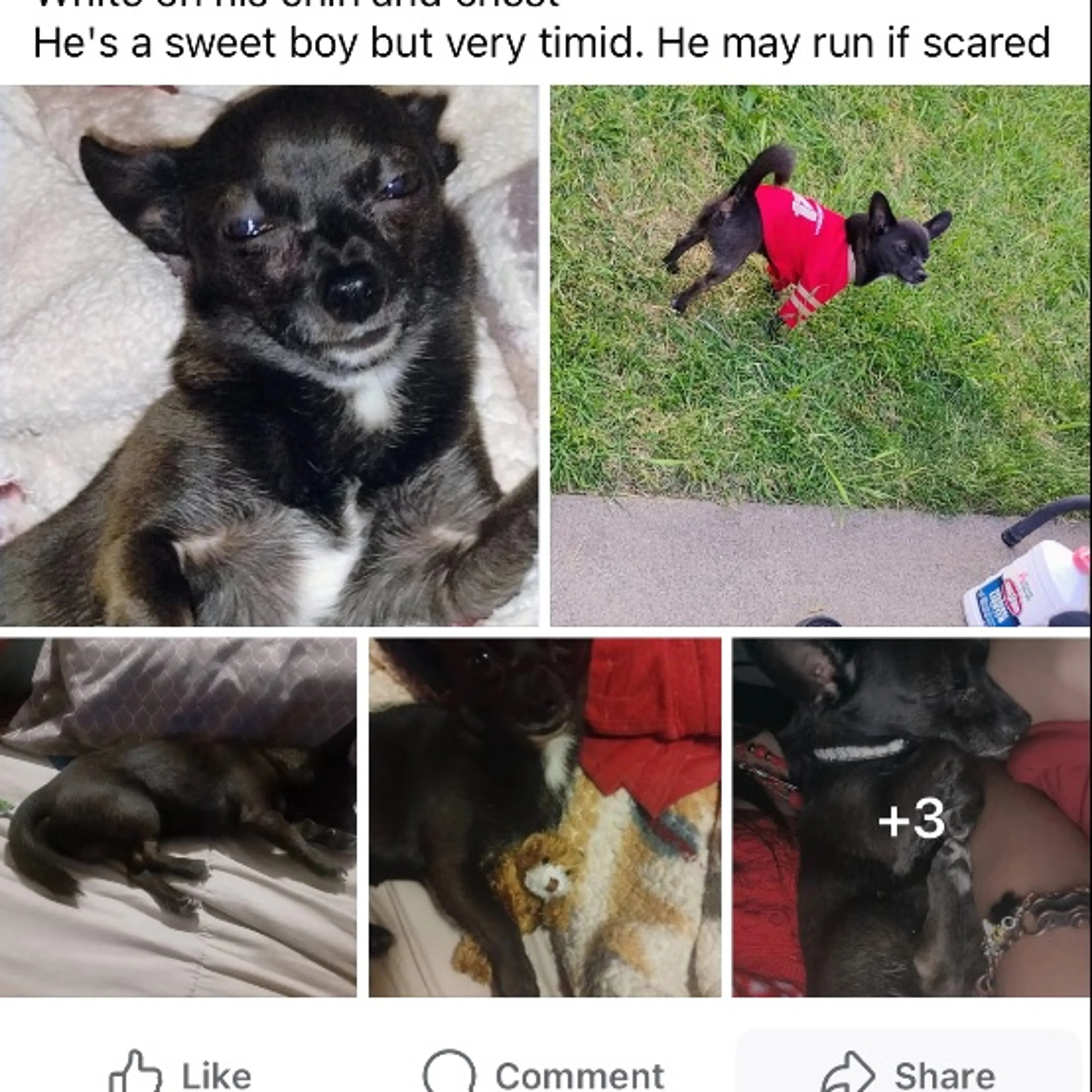 Lost pet