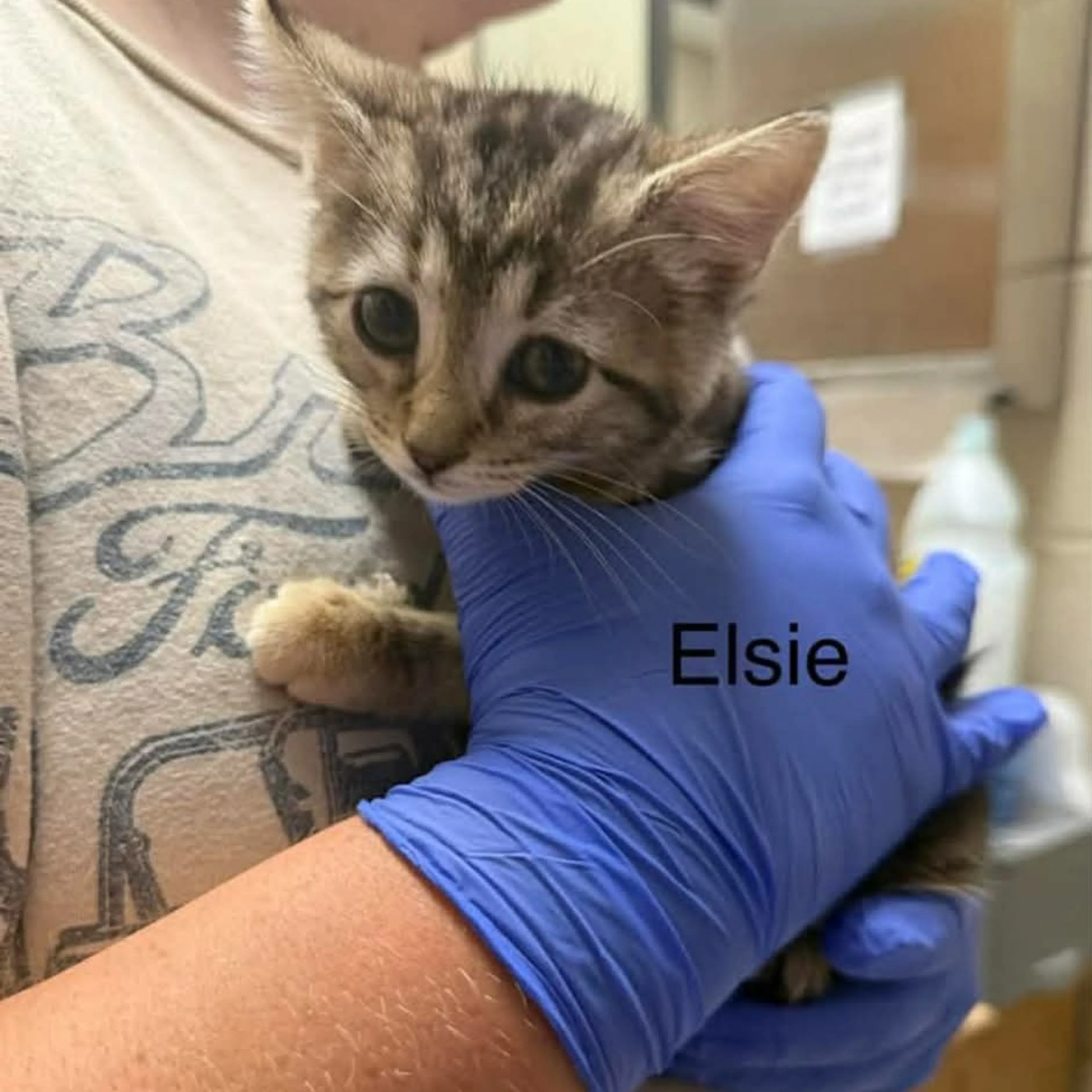 Found pet