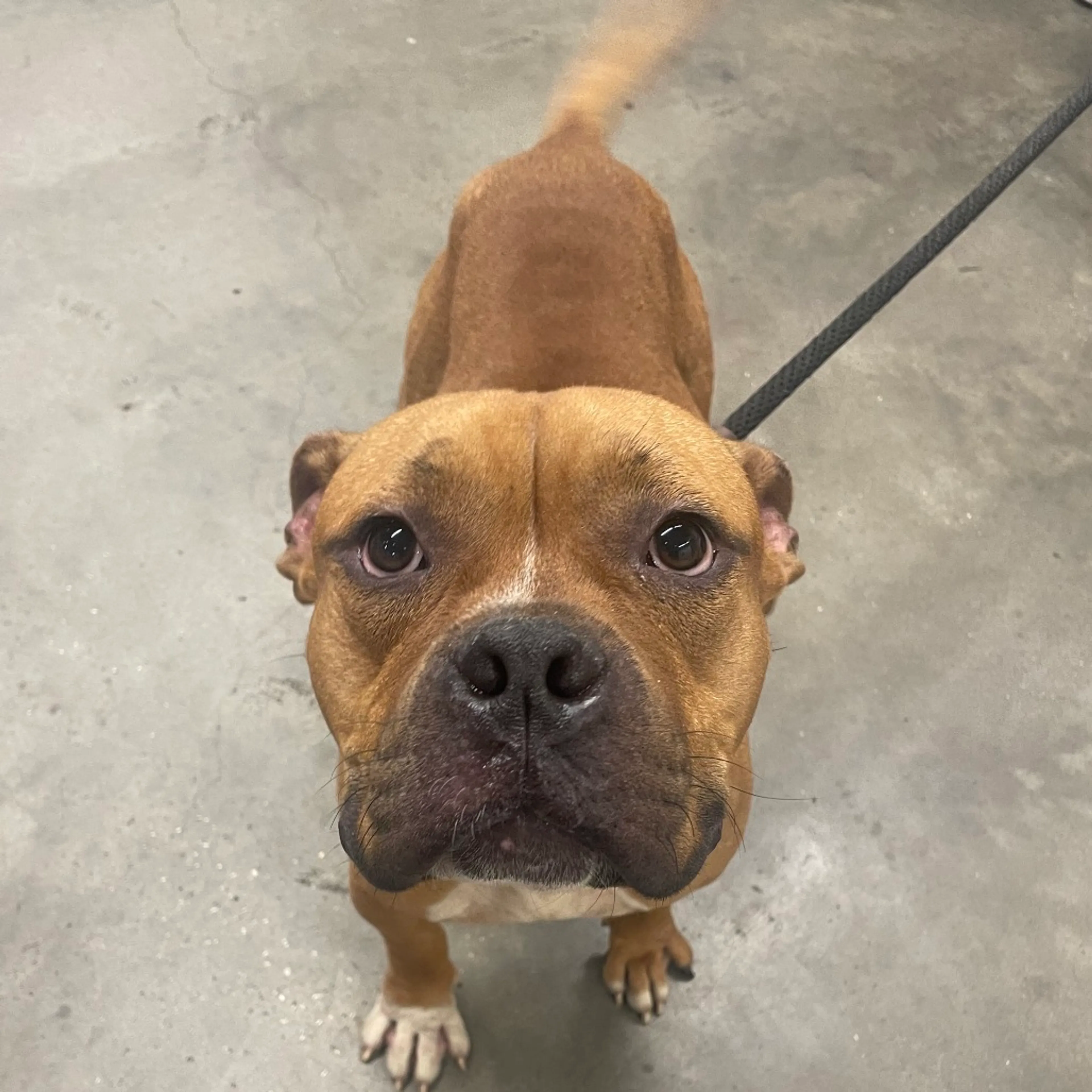 Found pet-2