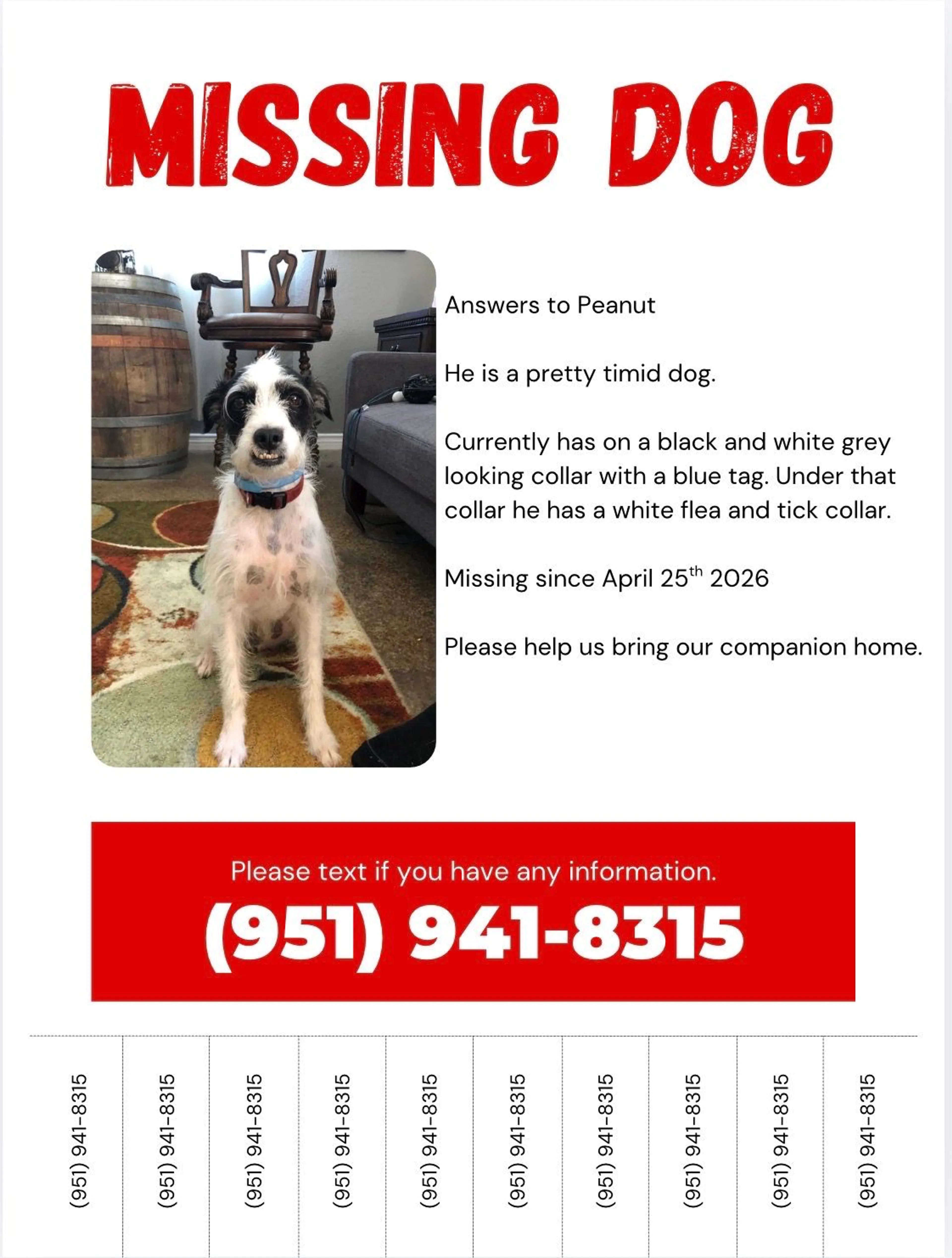 Lost pet
