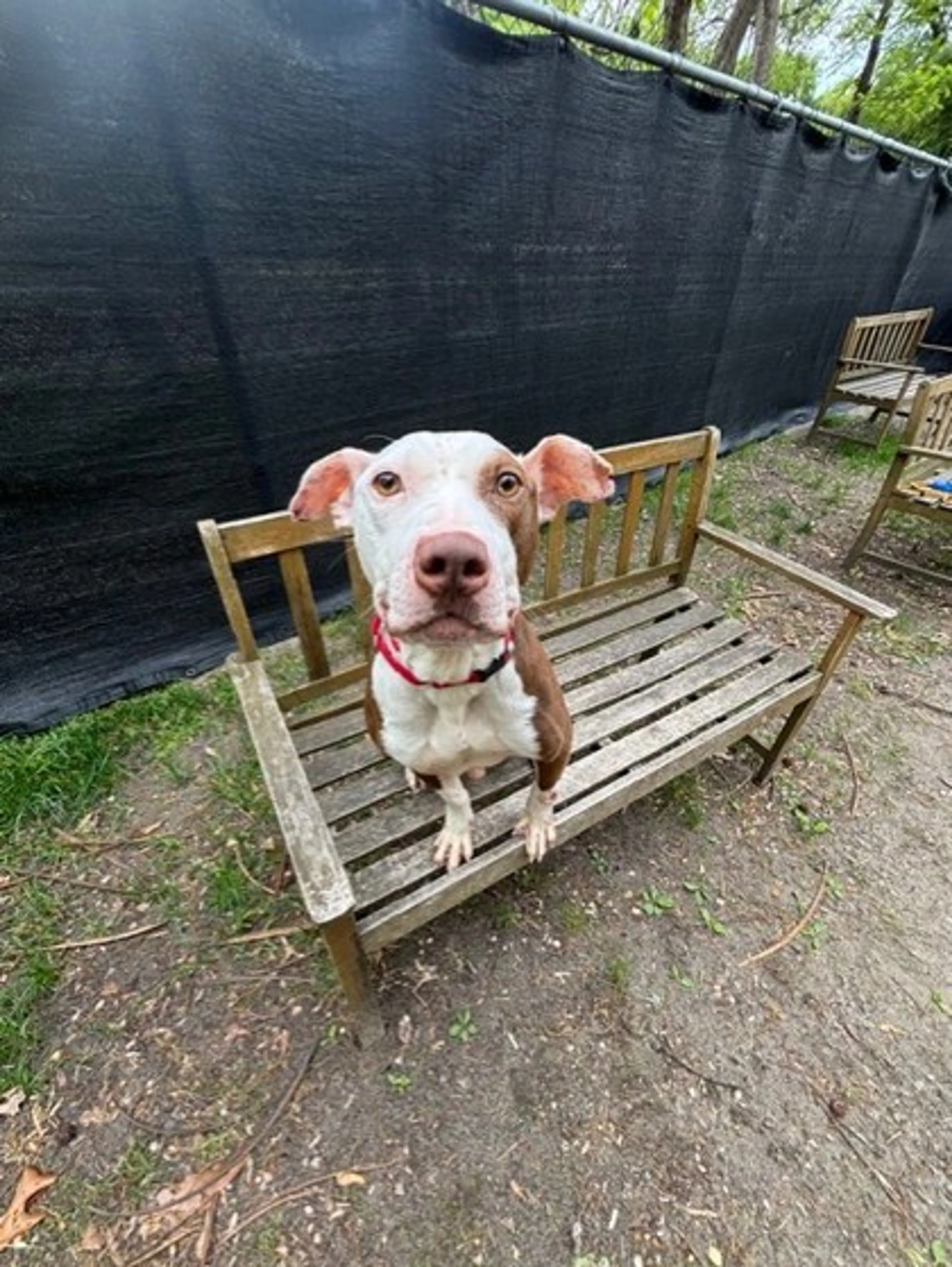 Found pet-1