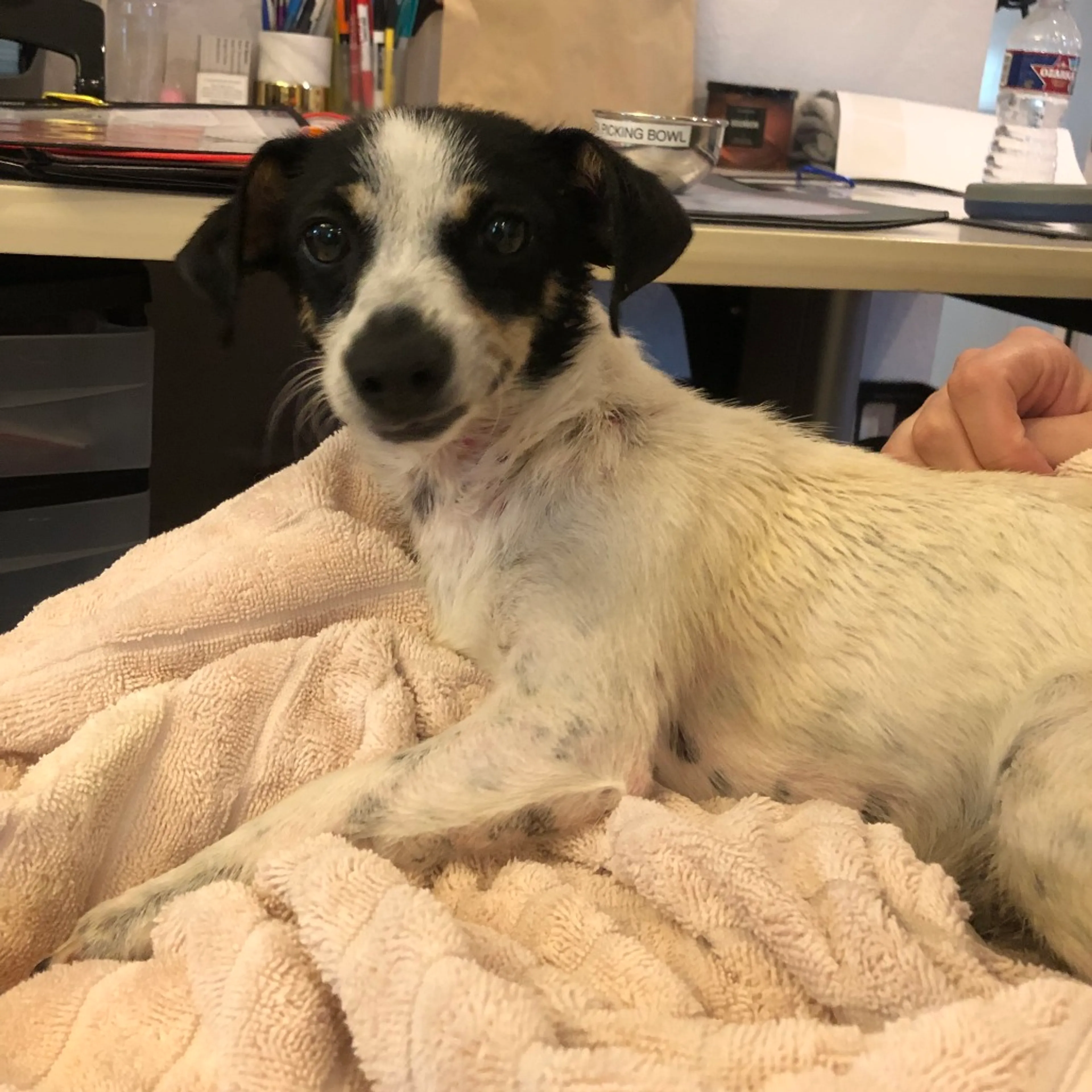 Found pet-2
