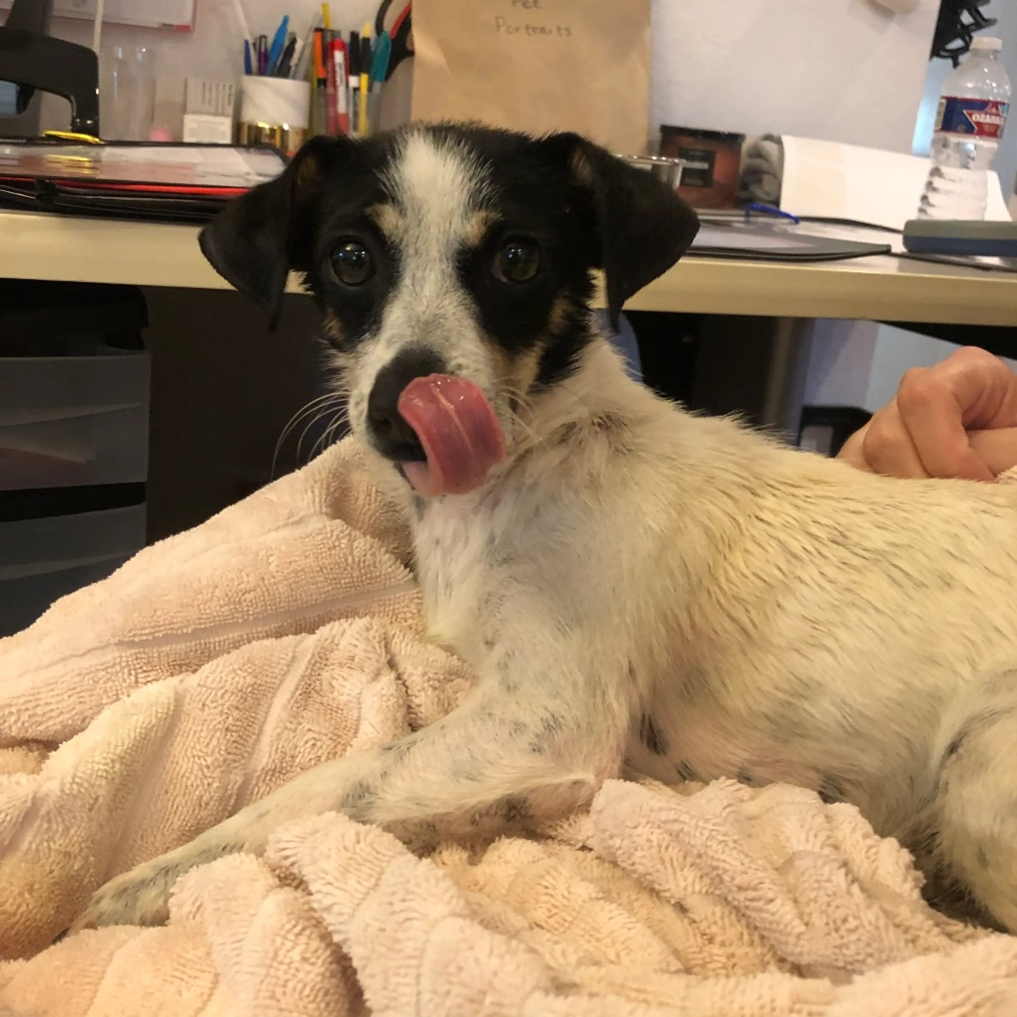 Found pet-1