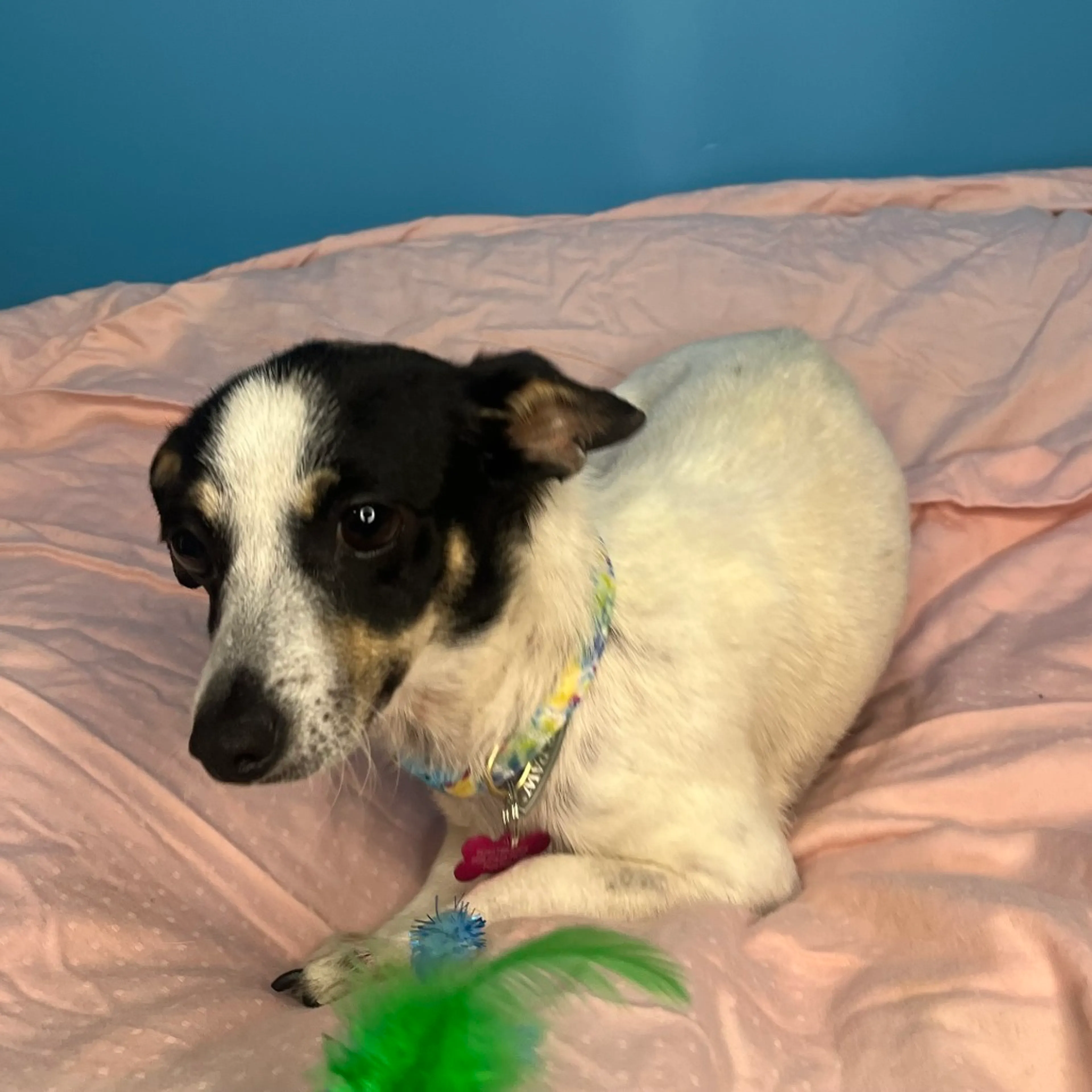Found pet-9