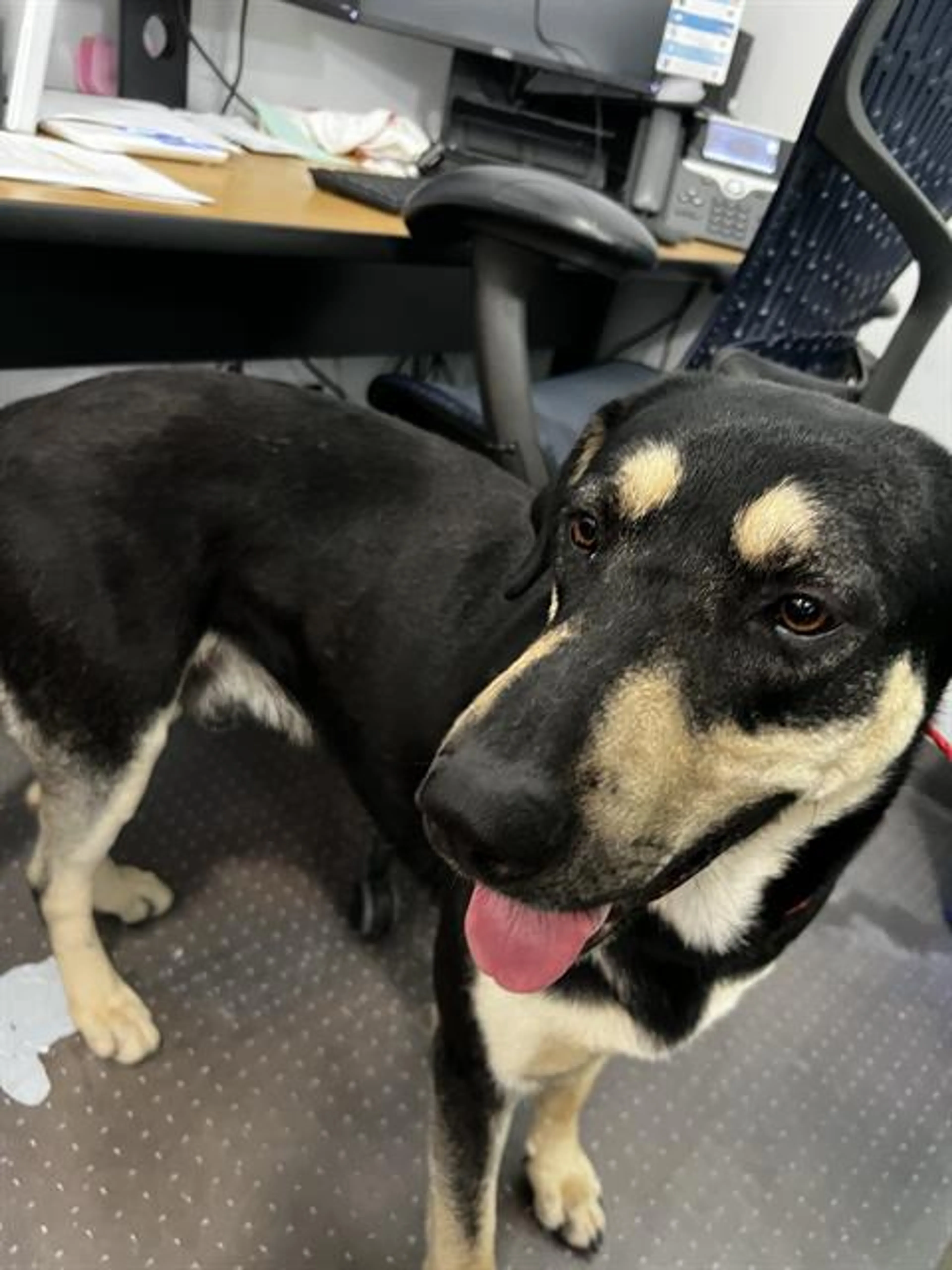 Found pet
