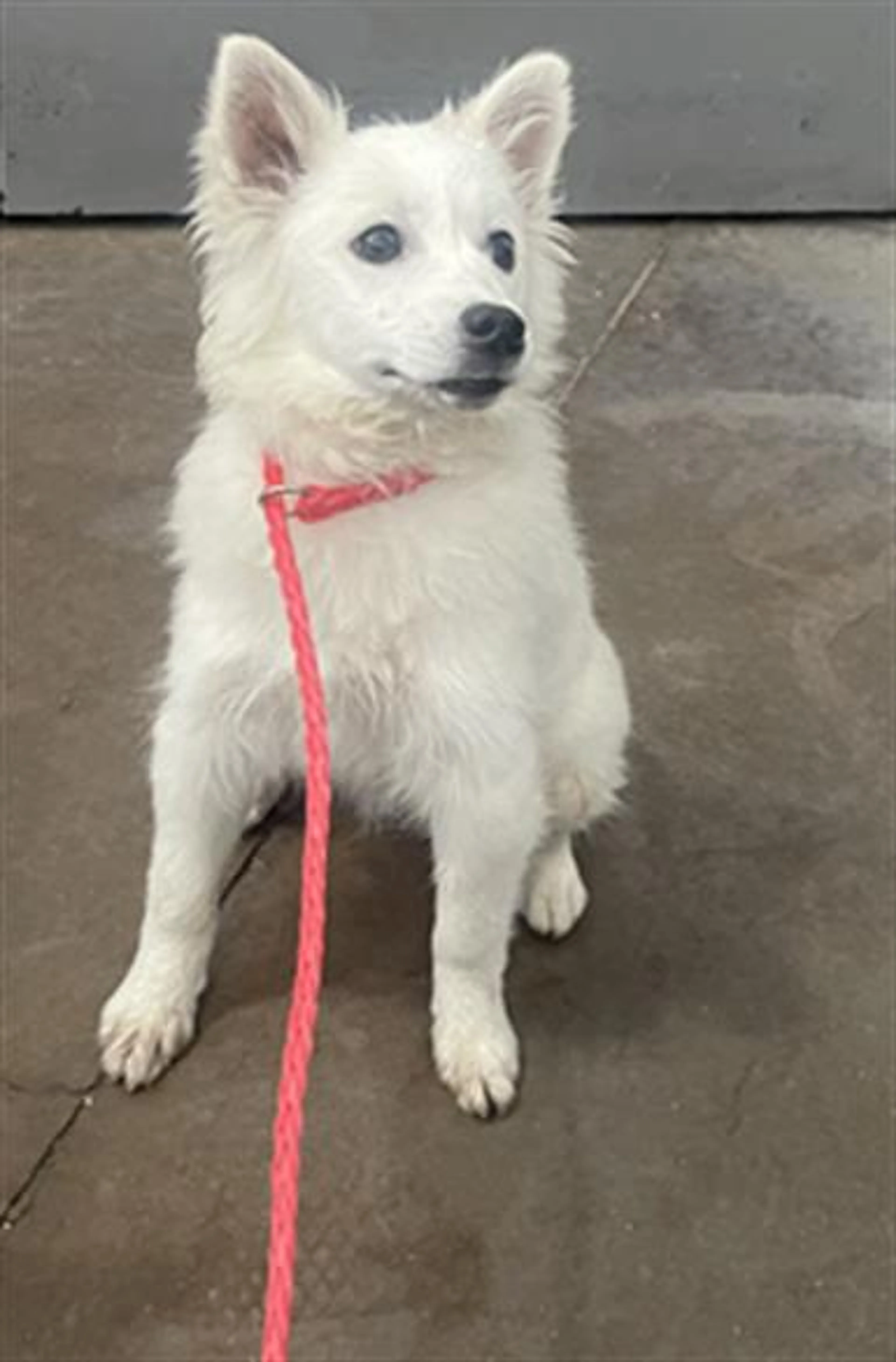 Found pet