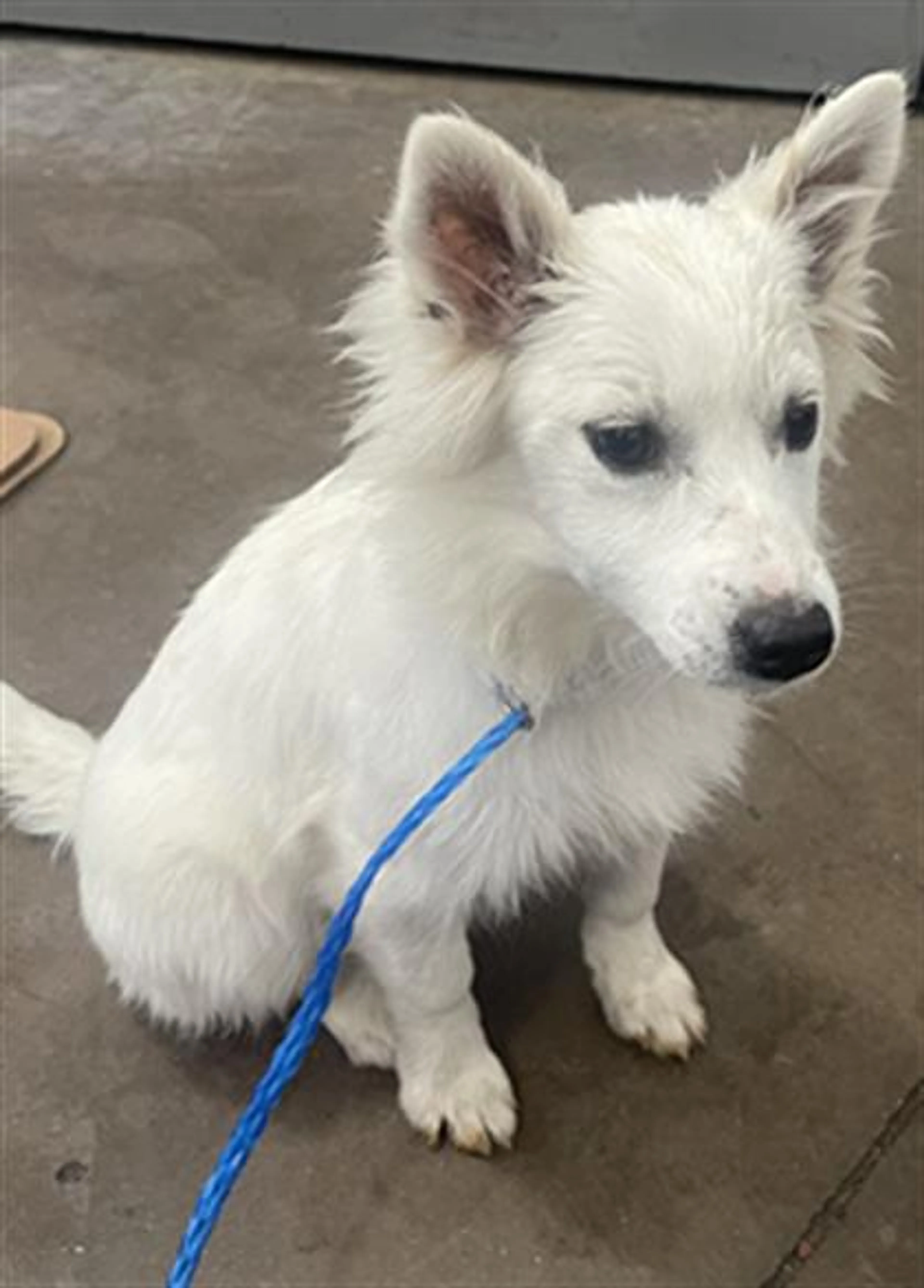Found pet
