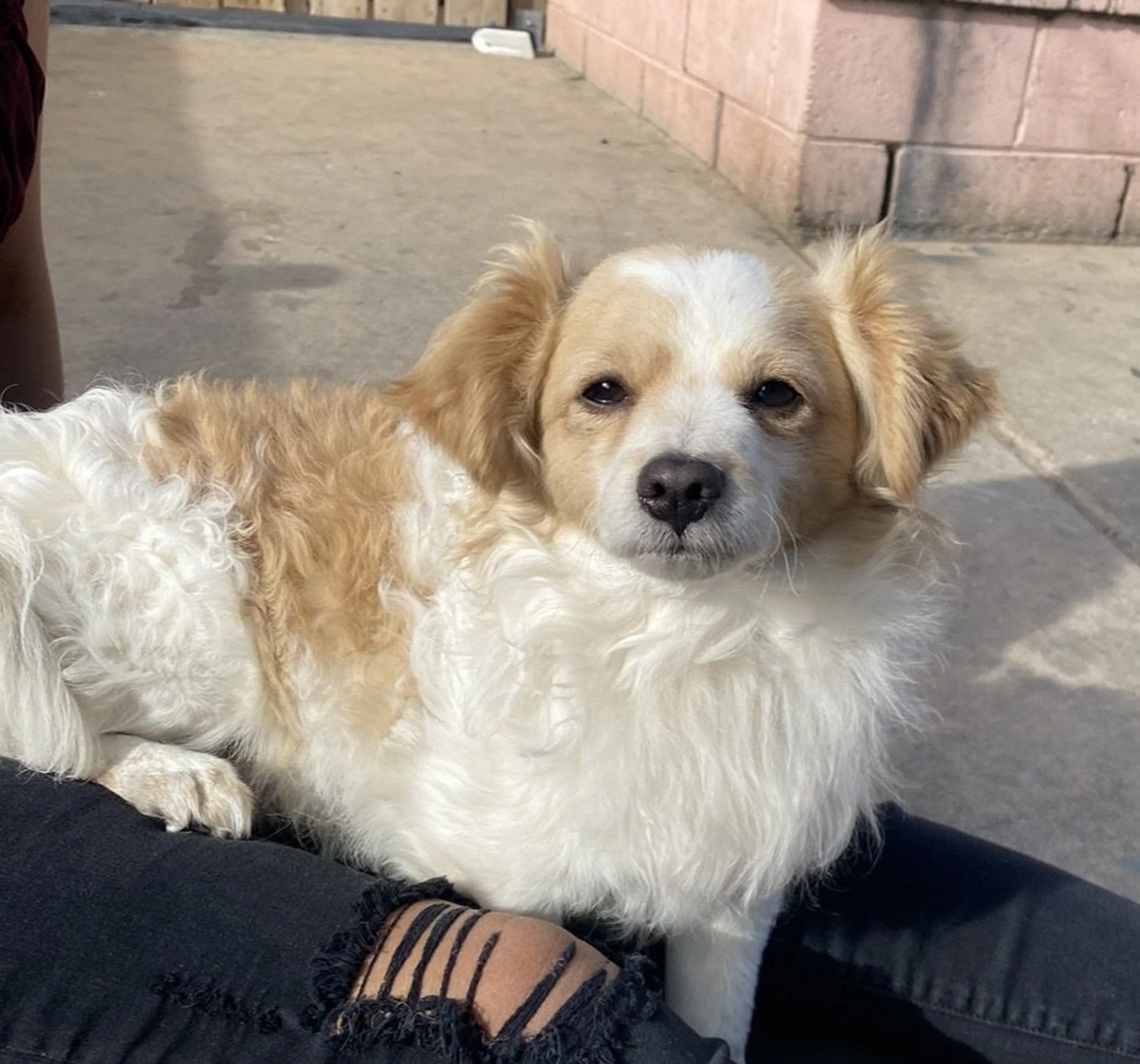Lost pet-4
