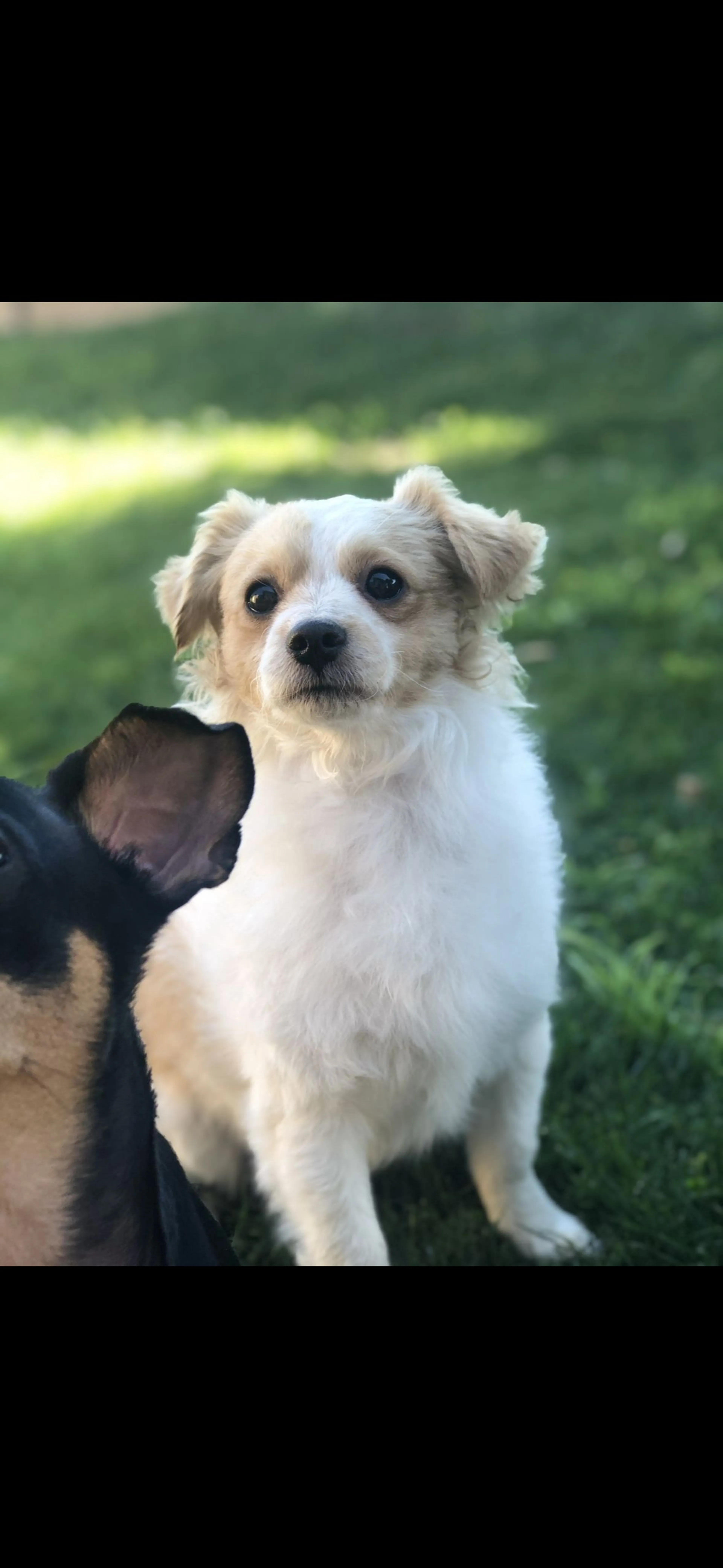 Lost pet-2