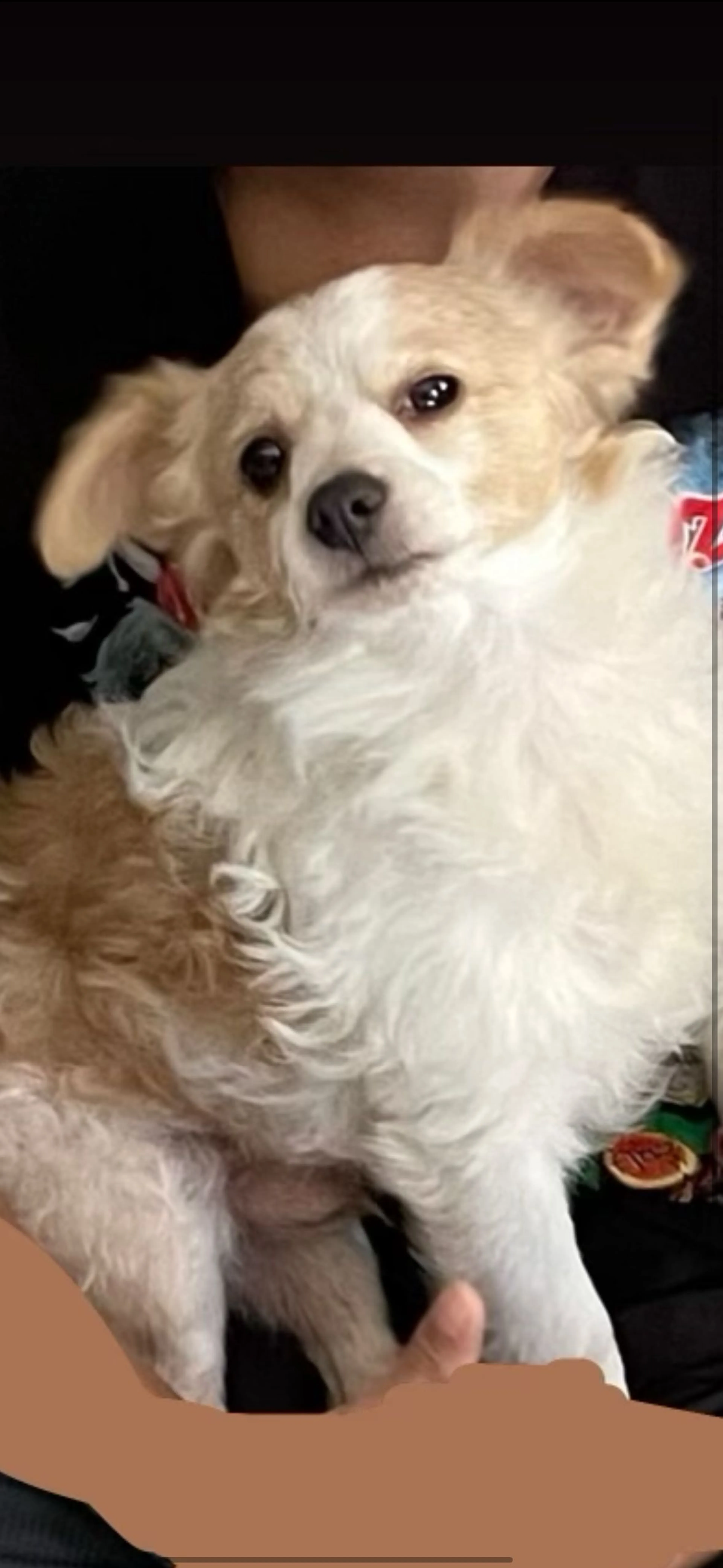 Lost pet-1