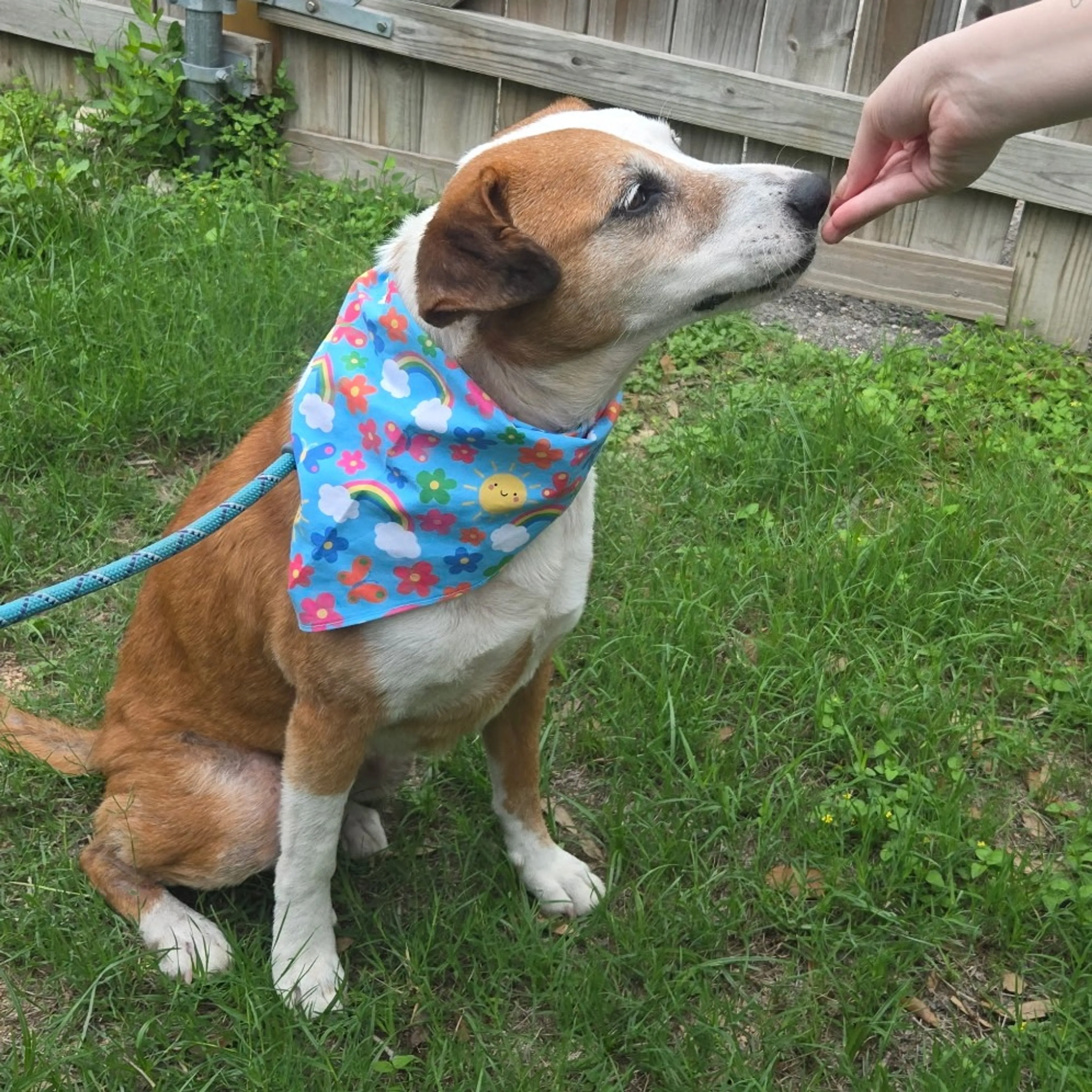 Found pet-10