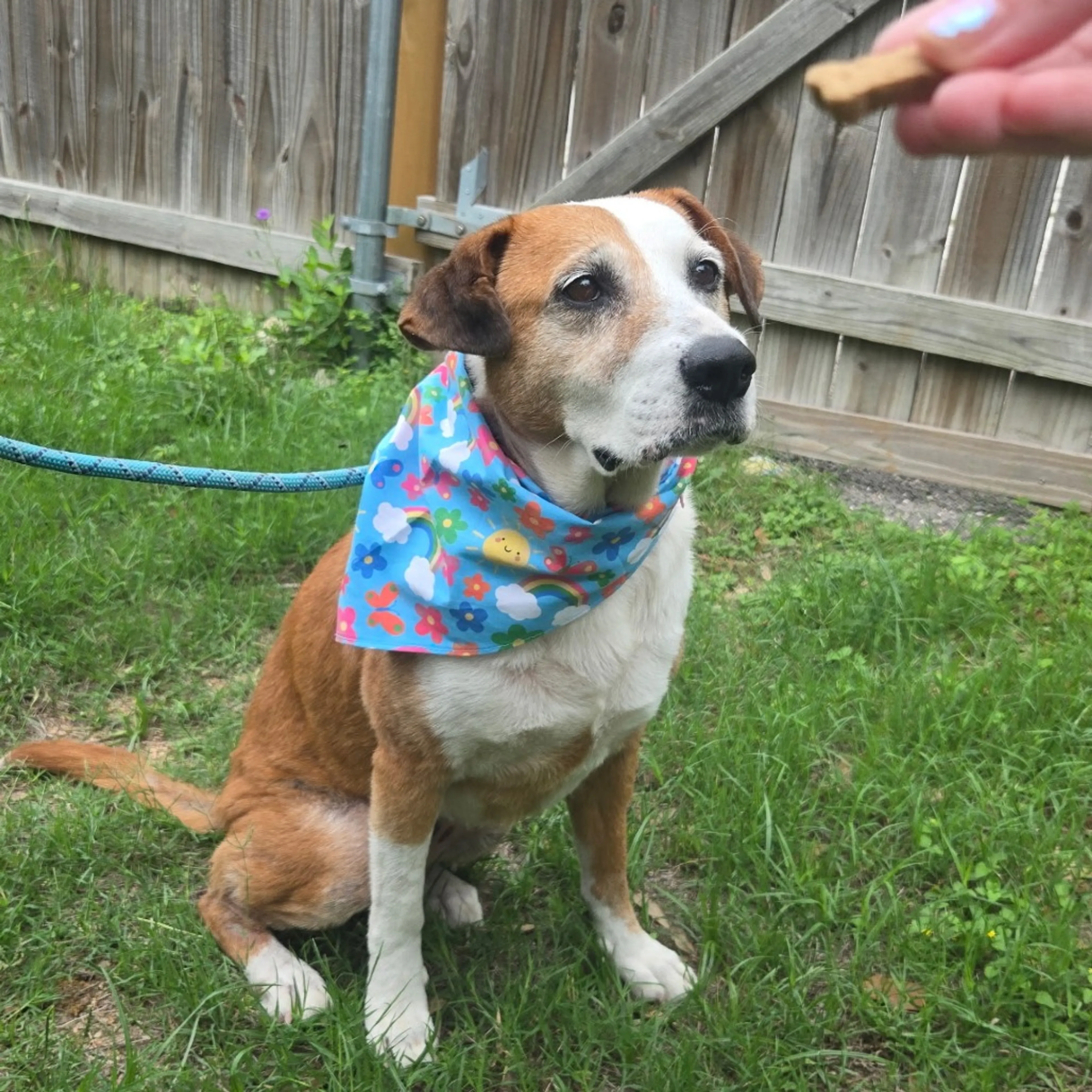 Found pet-6