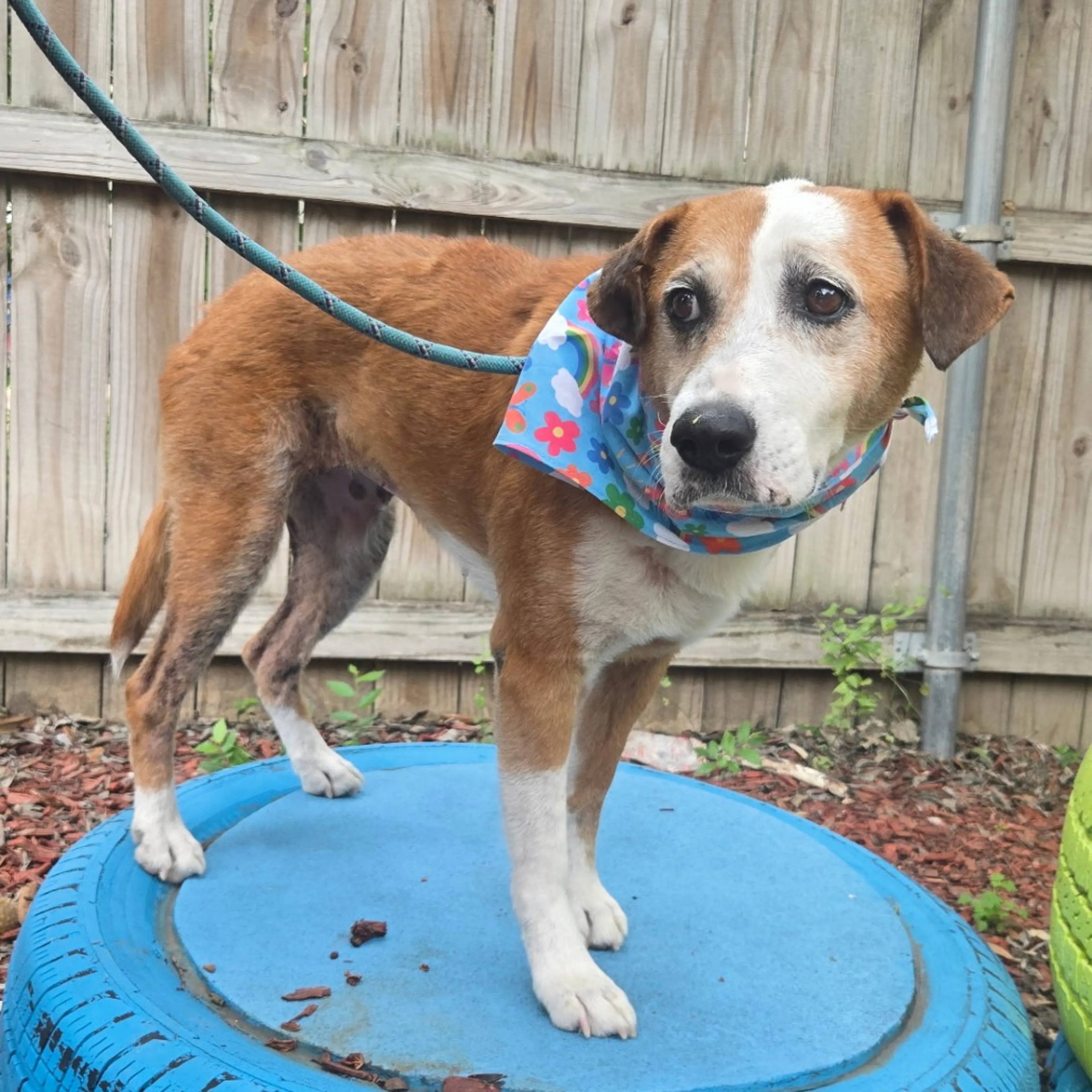 Found pet-4