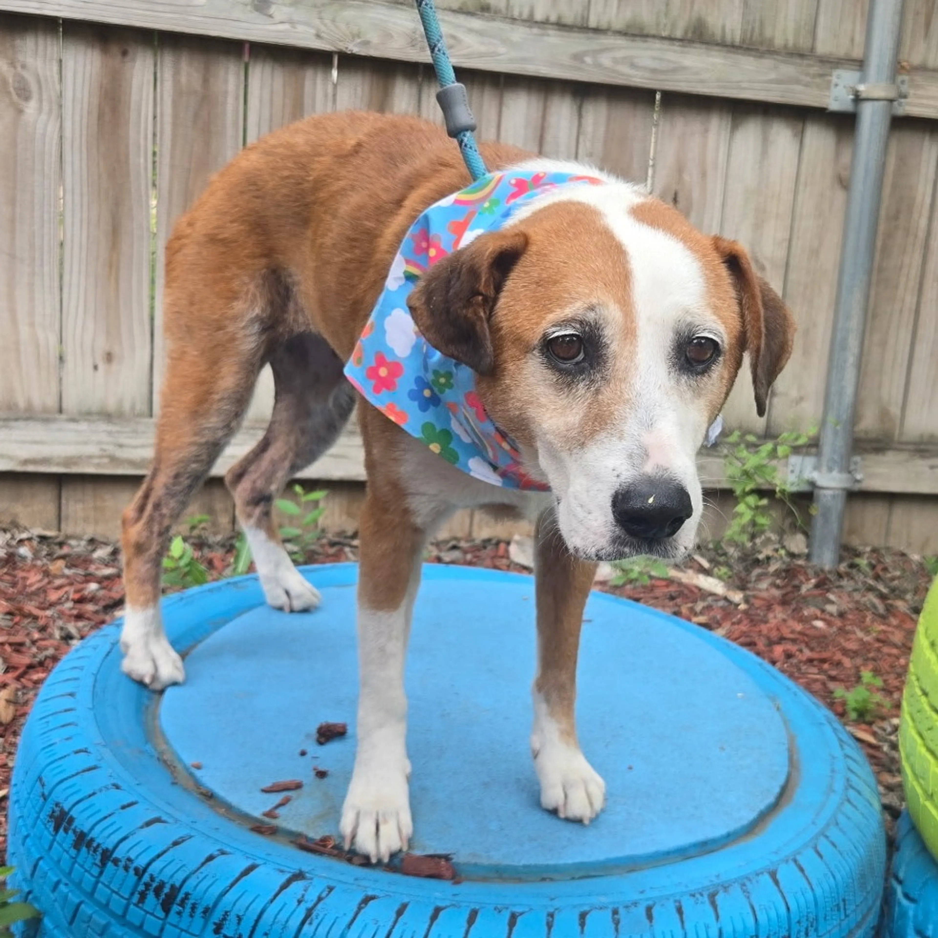 Found pet-2