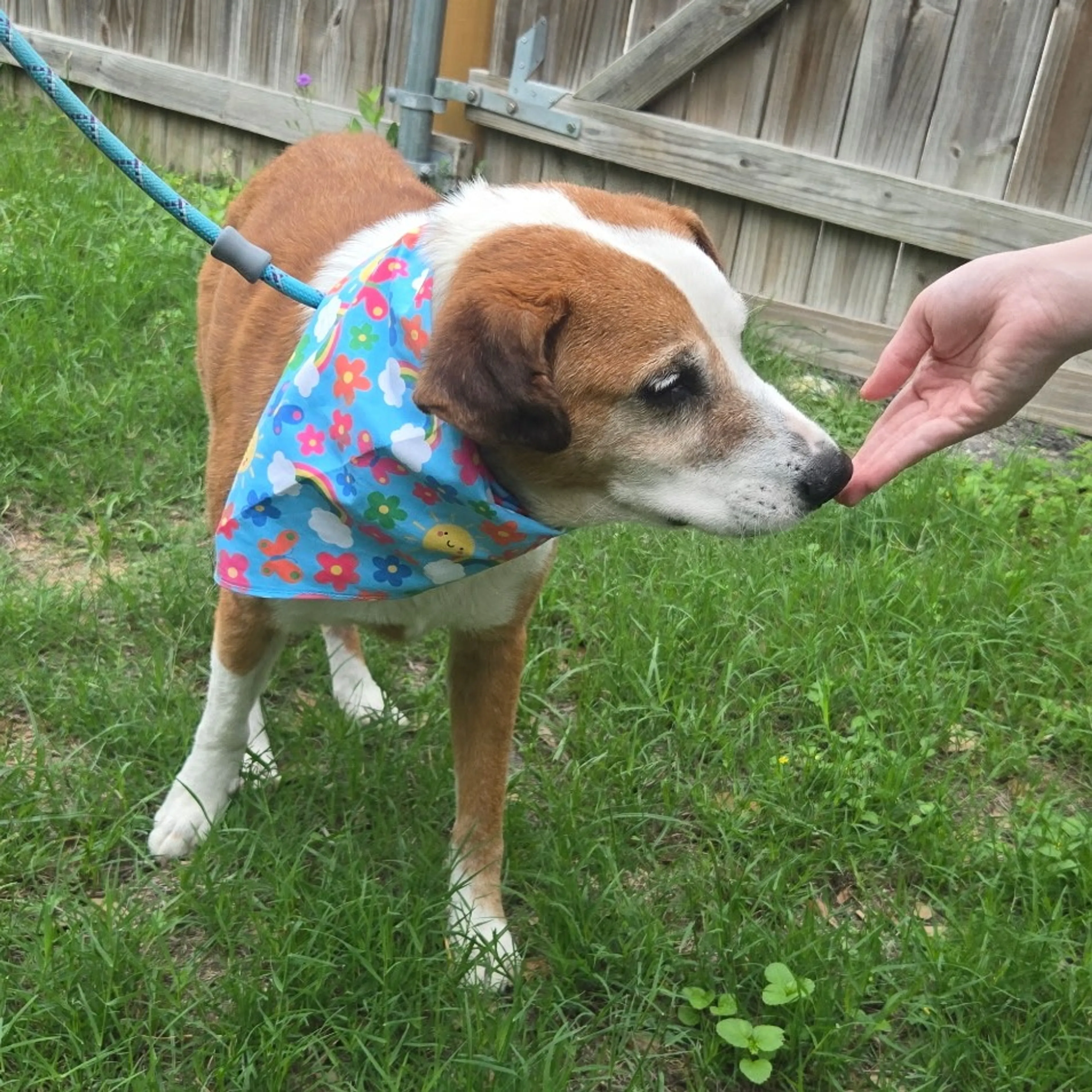 Found pet-14