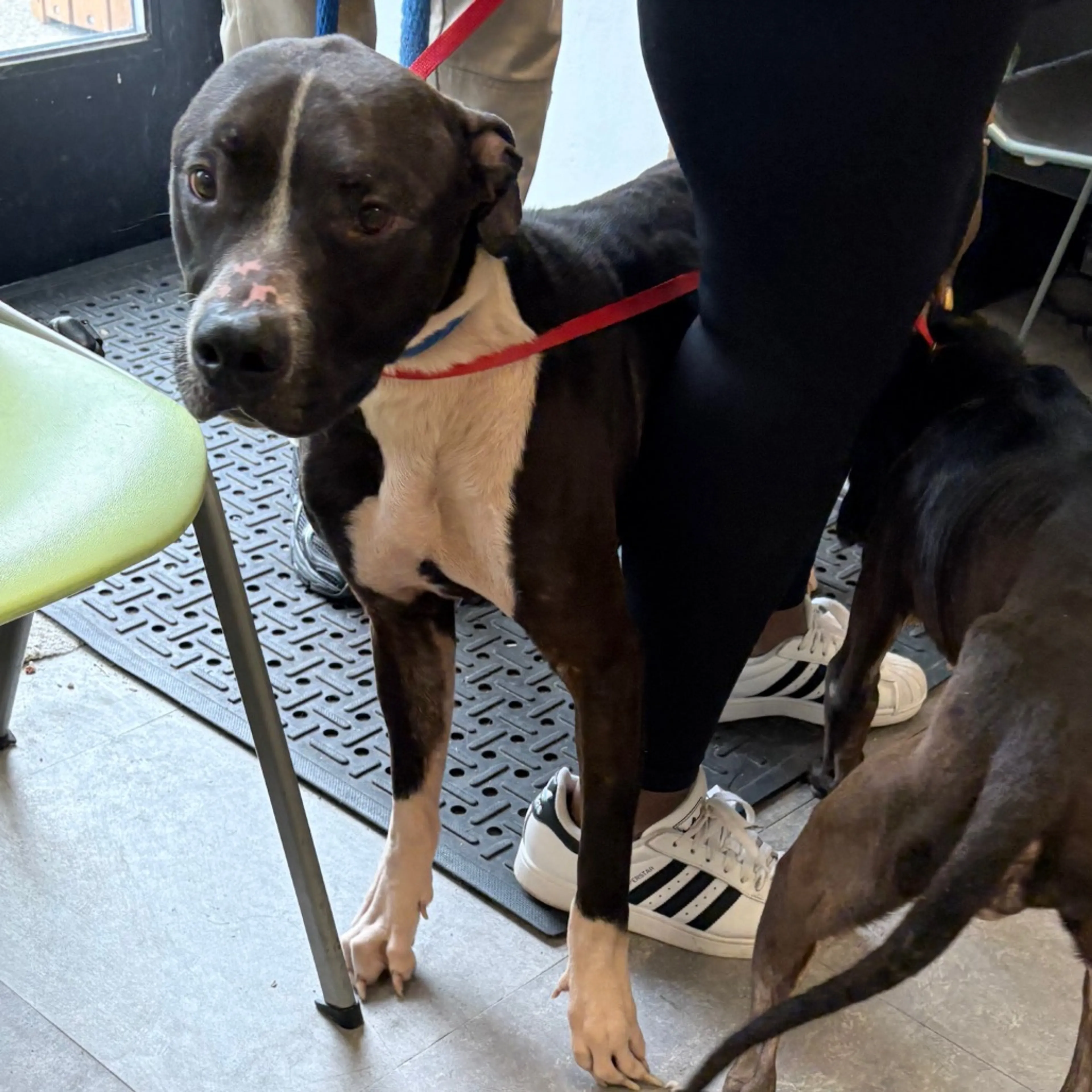 Found pet-1