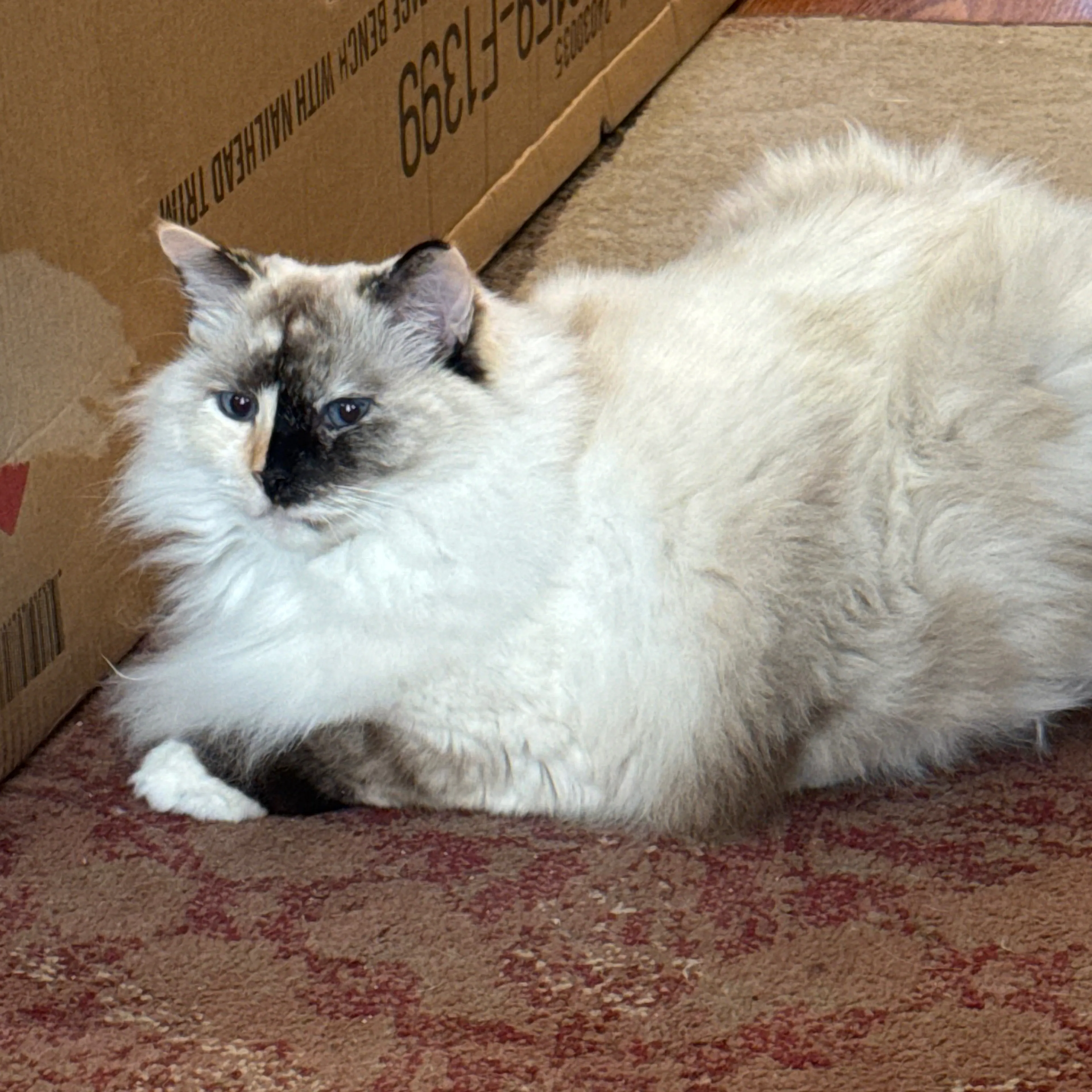 Lost pet-1