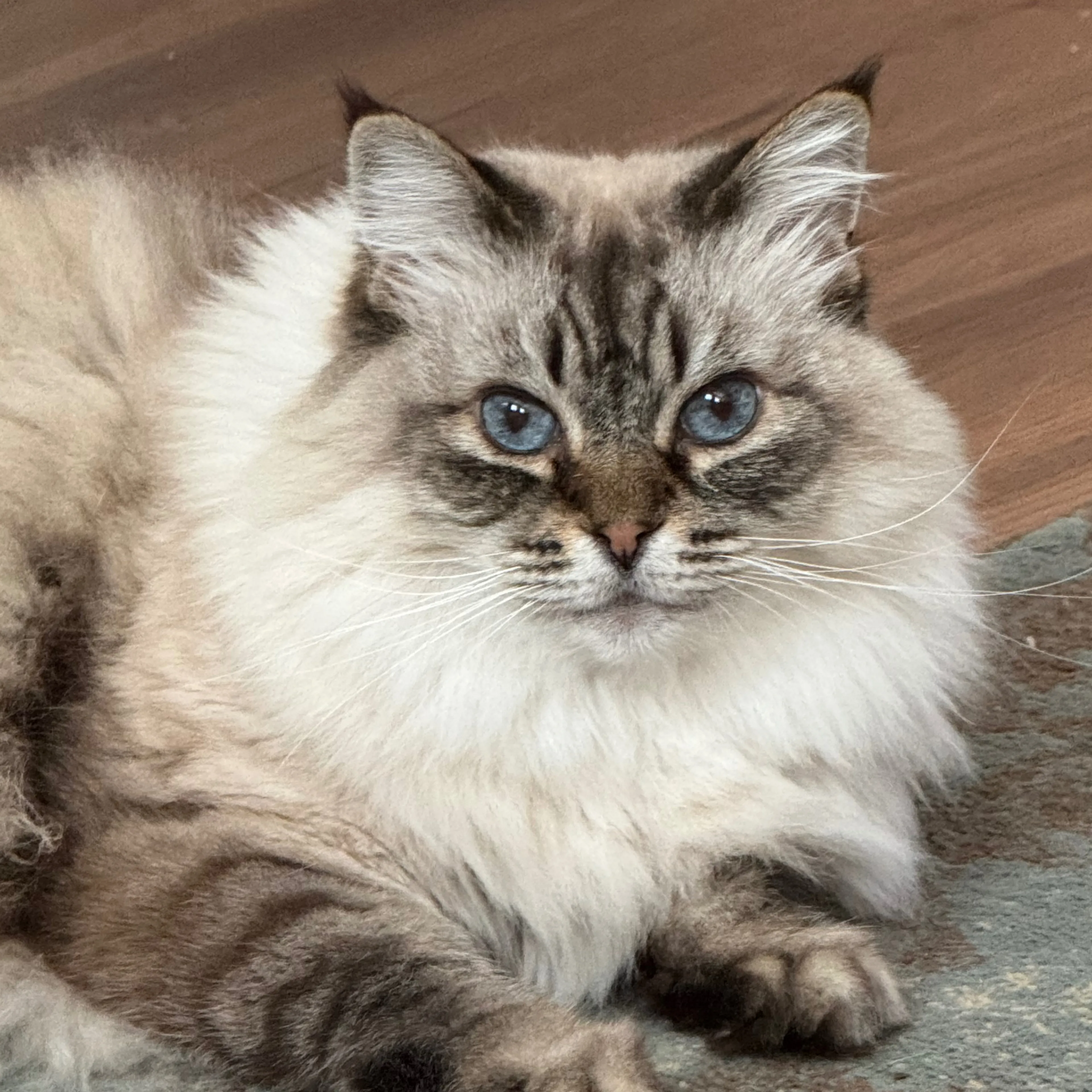 Lost pet-2