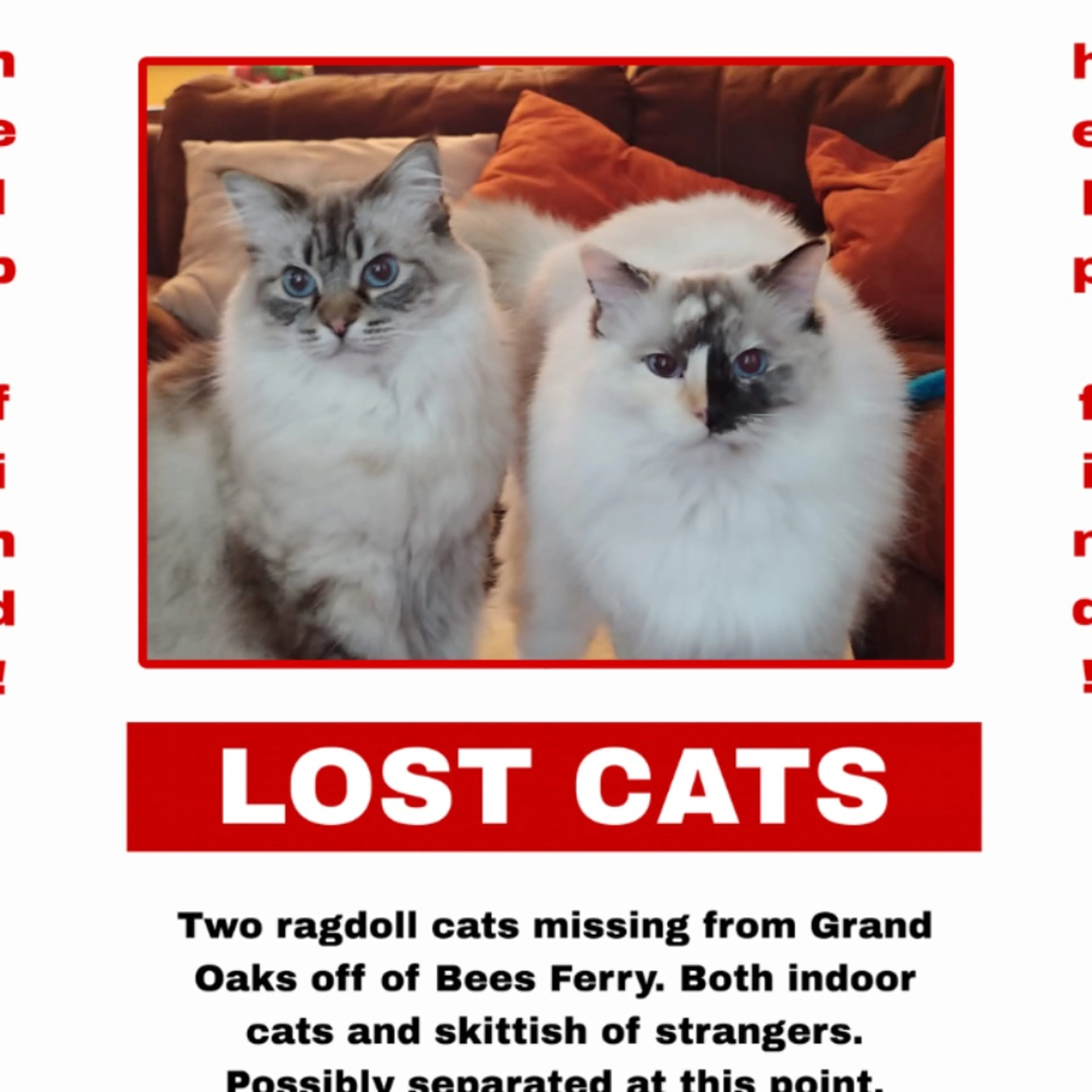 Lost pet-0