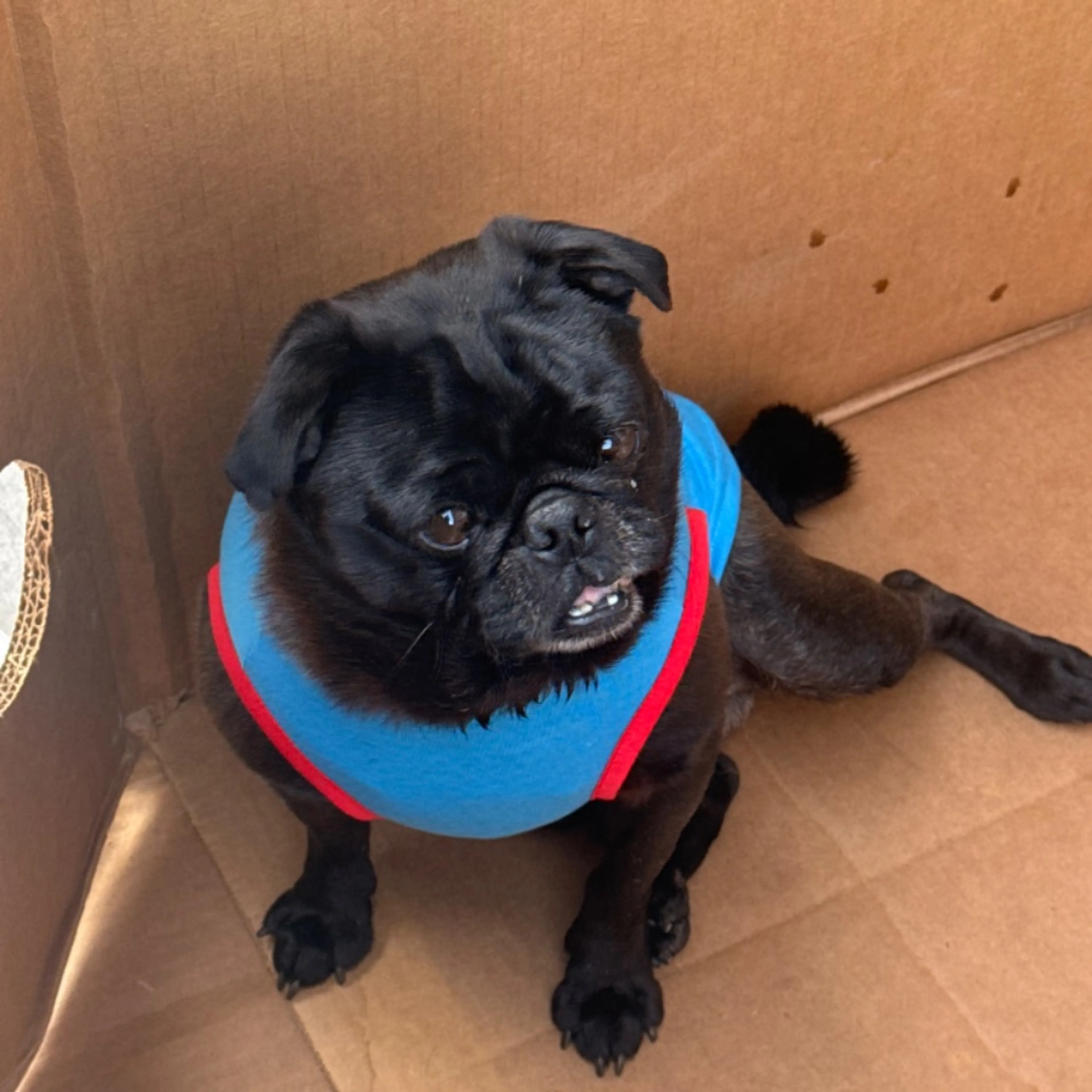 Found pet