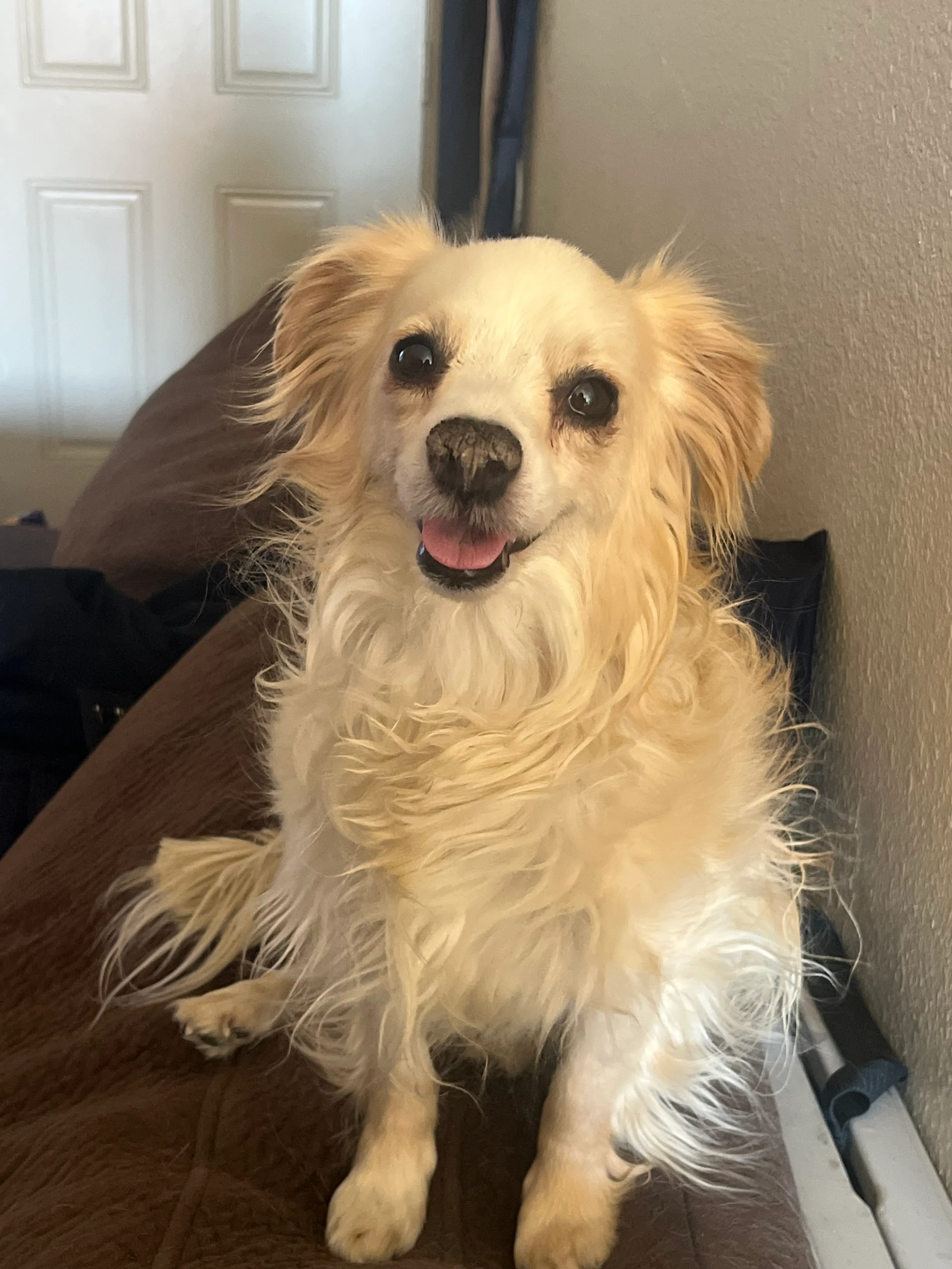 Lost pet