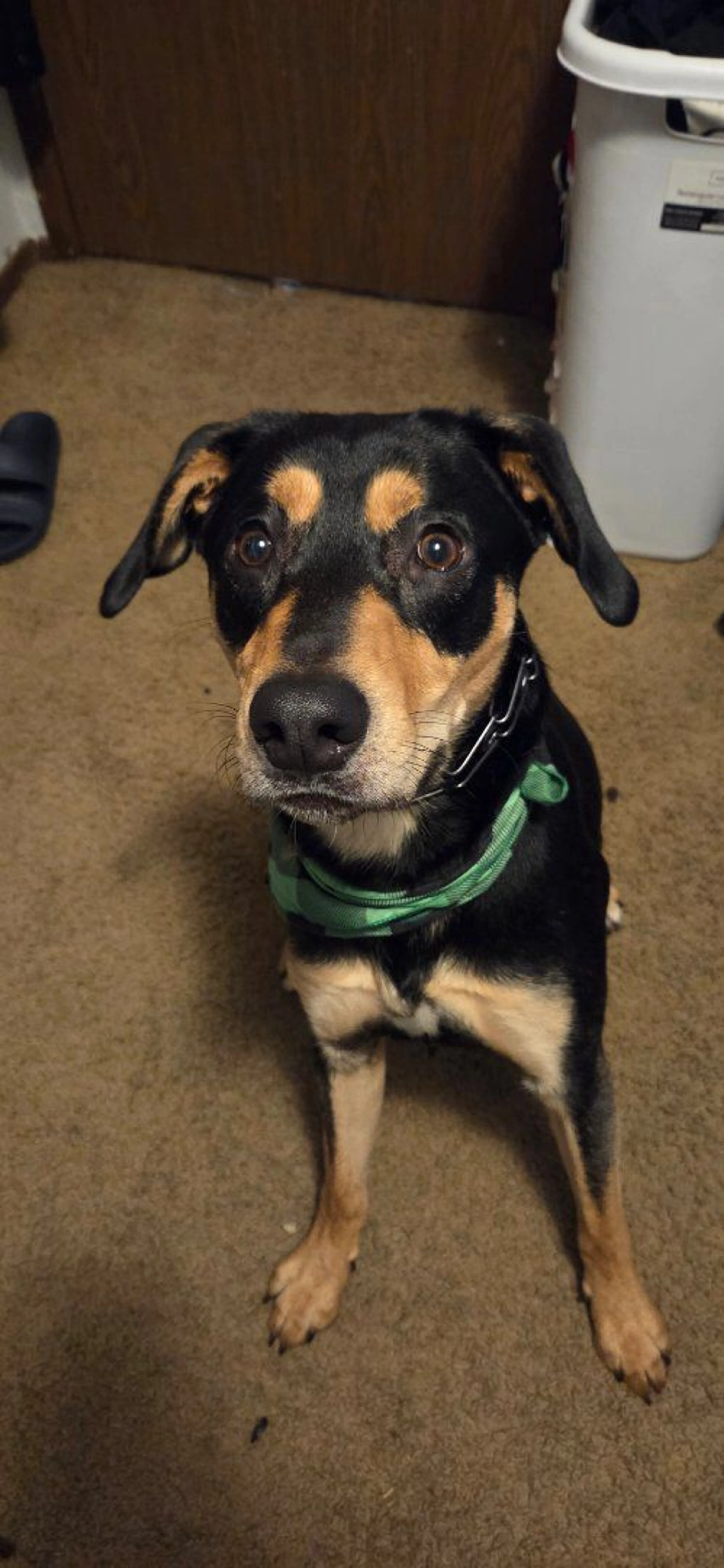 Lost pet-2