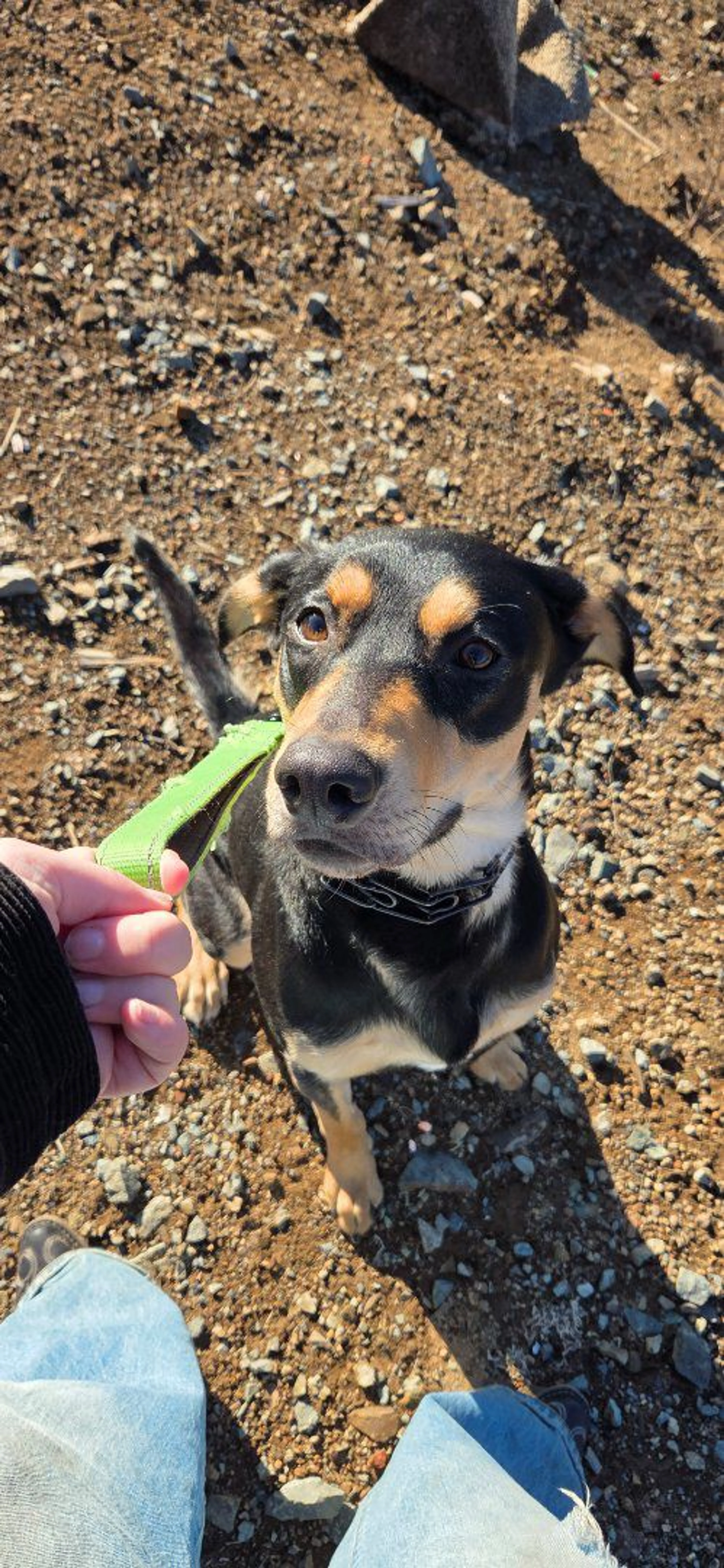 Lost pet-0