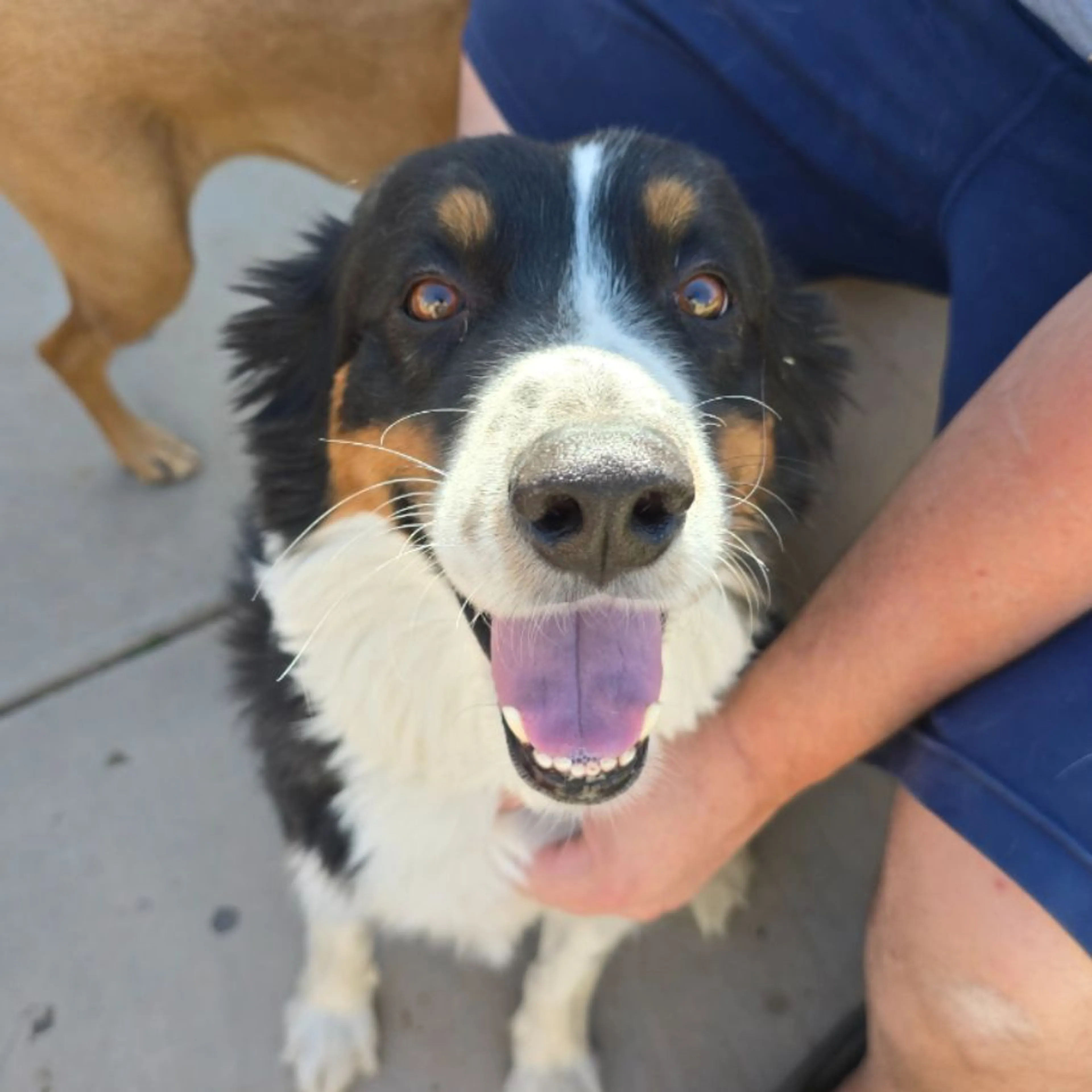 Found pet