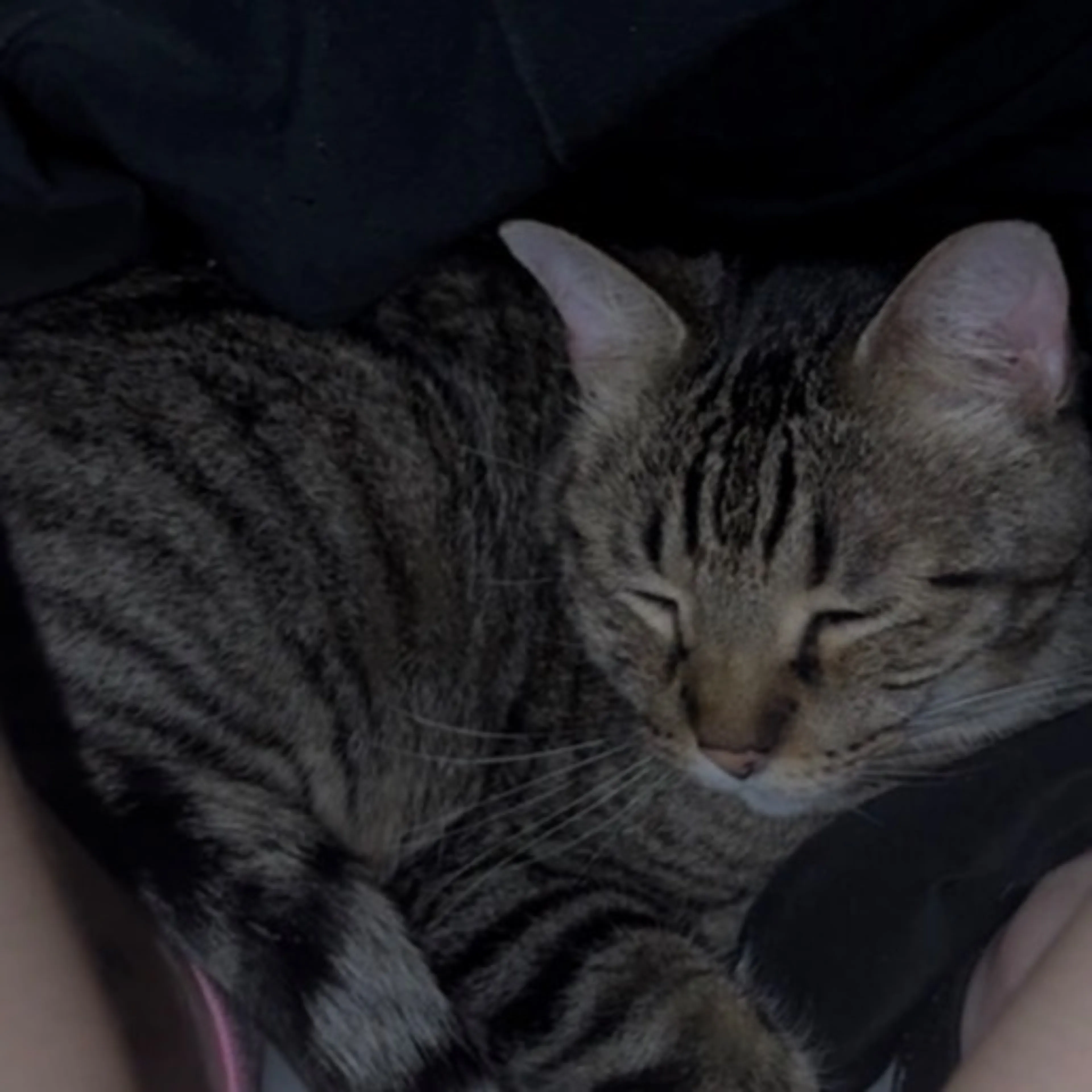 Lost pet