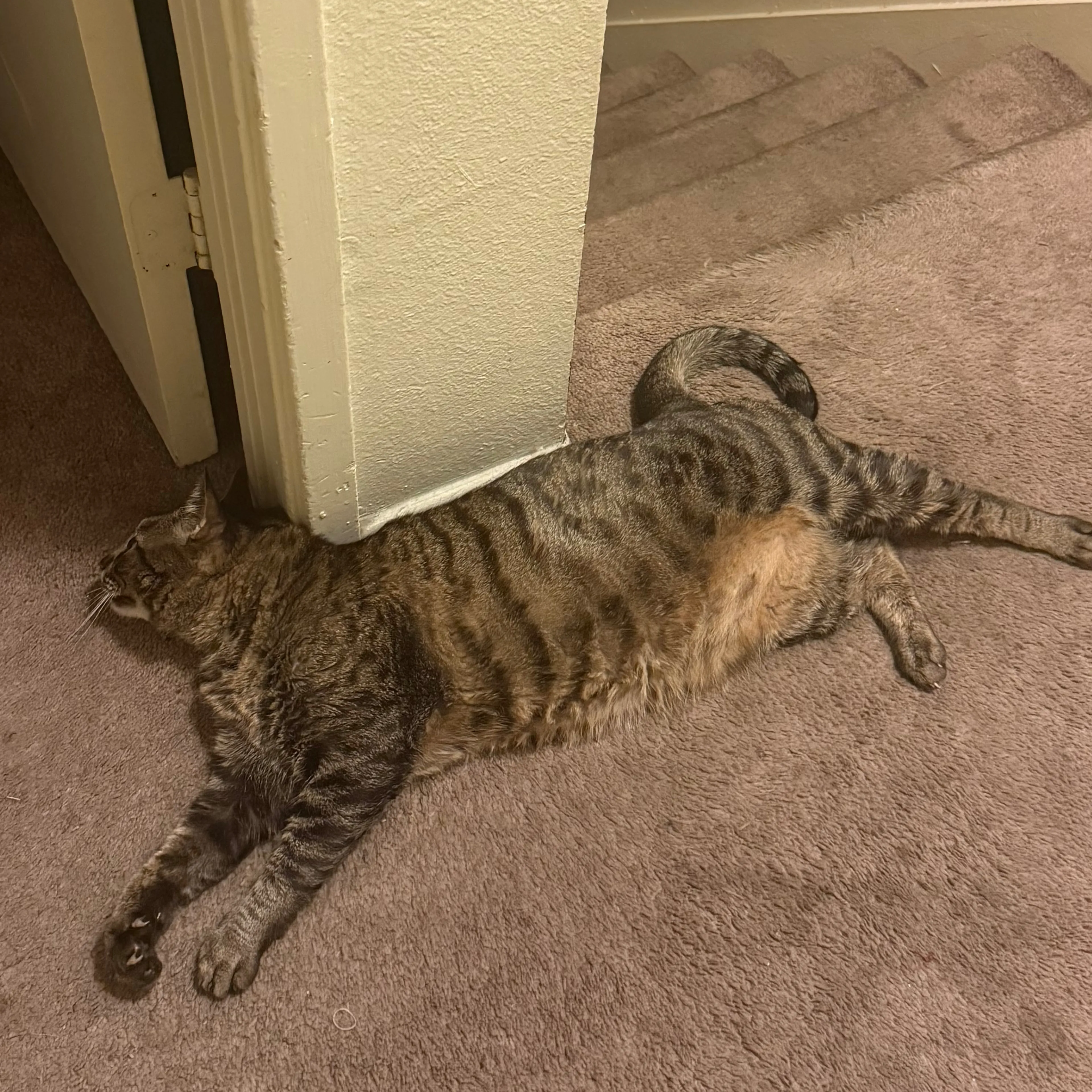 Lost pet-2