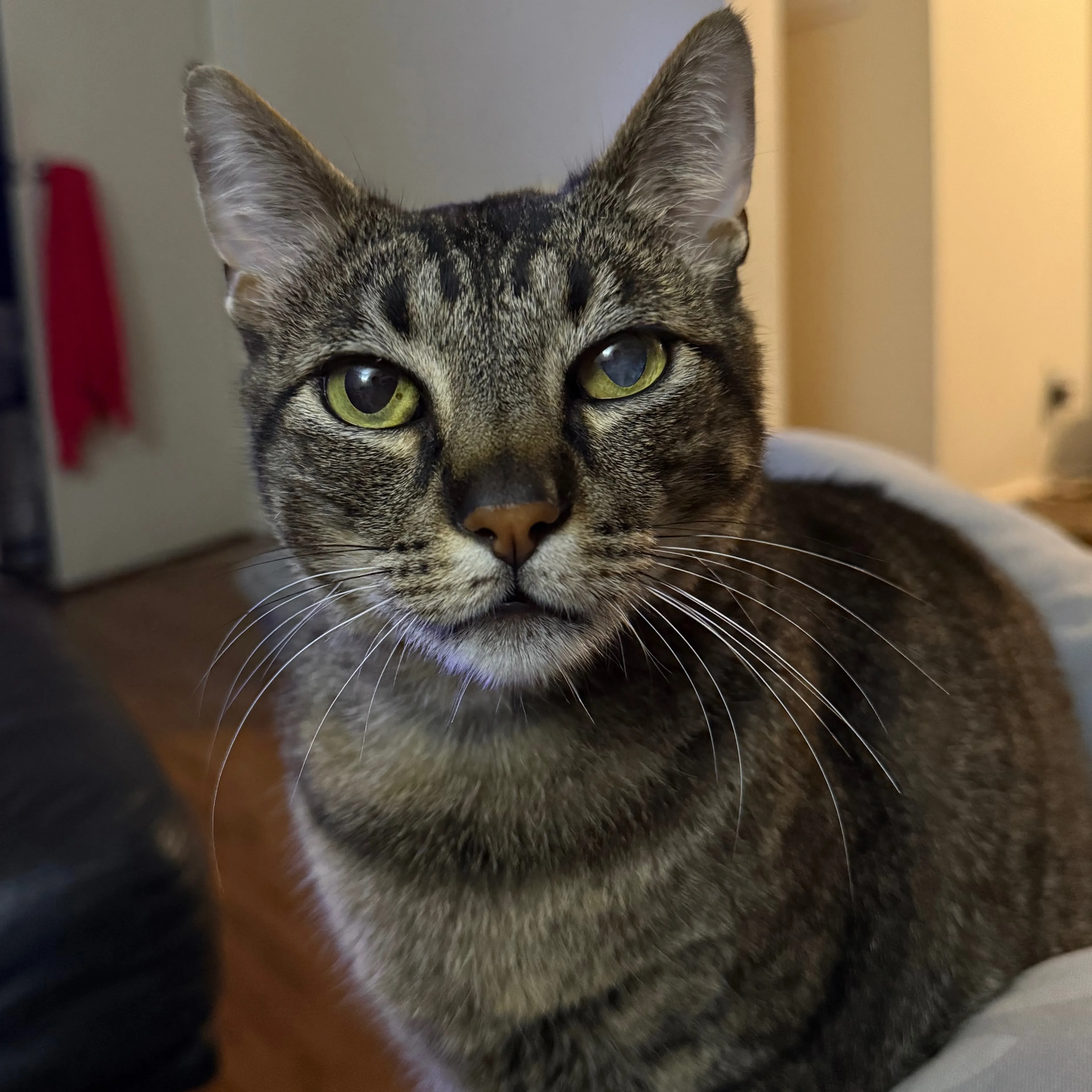 Lost pet-1