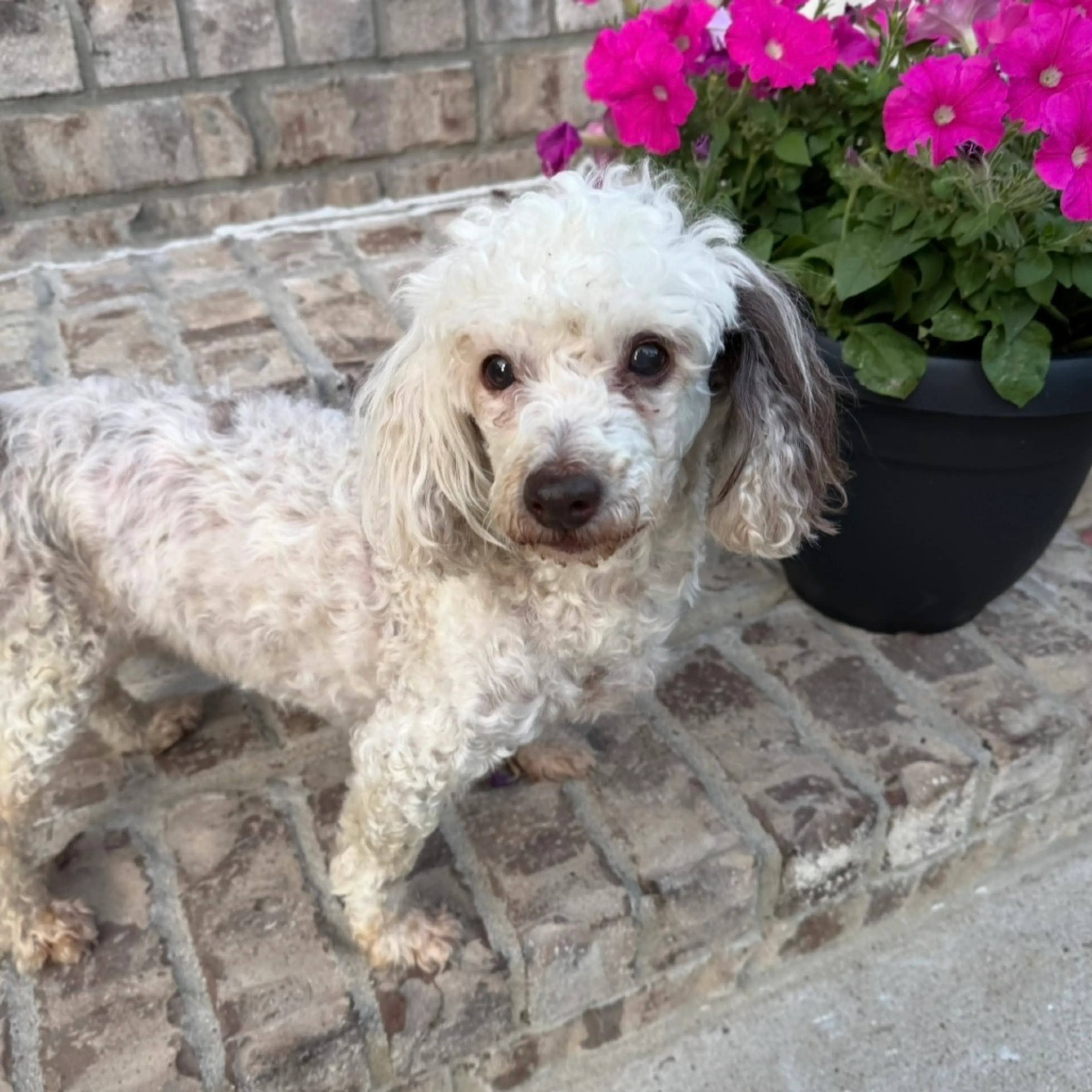 Found pet