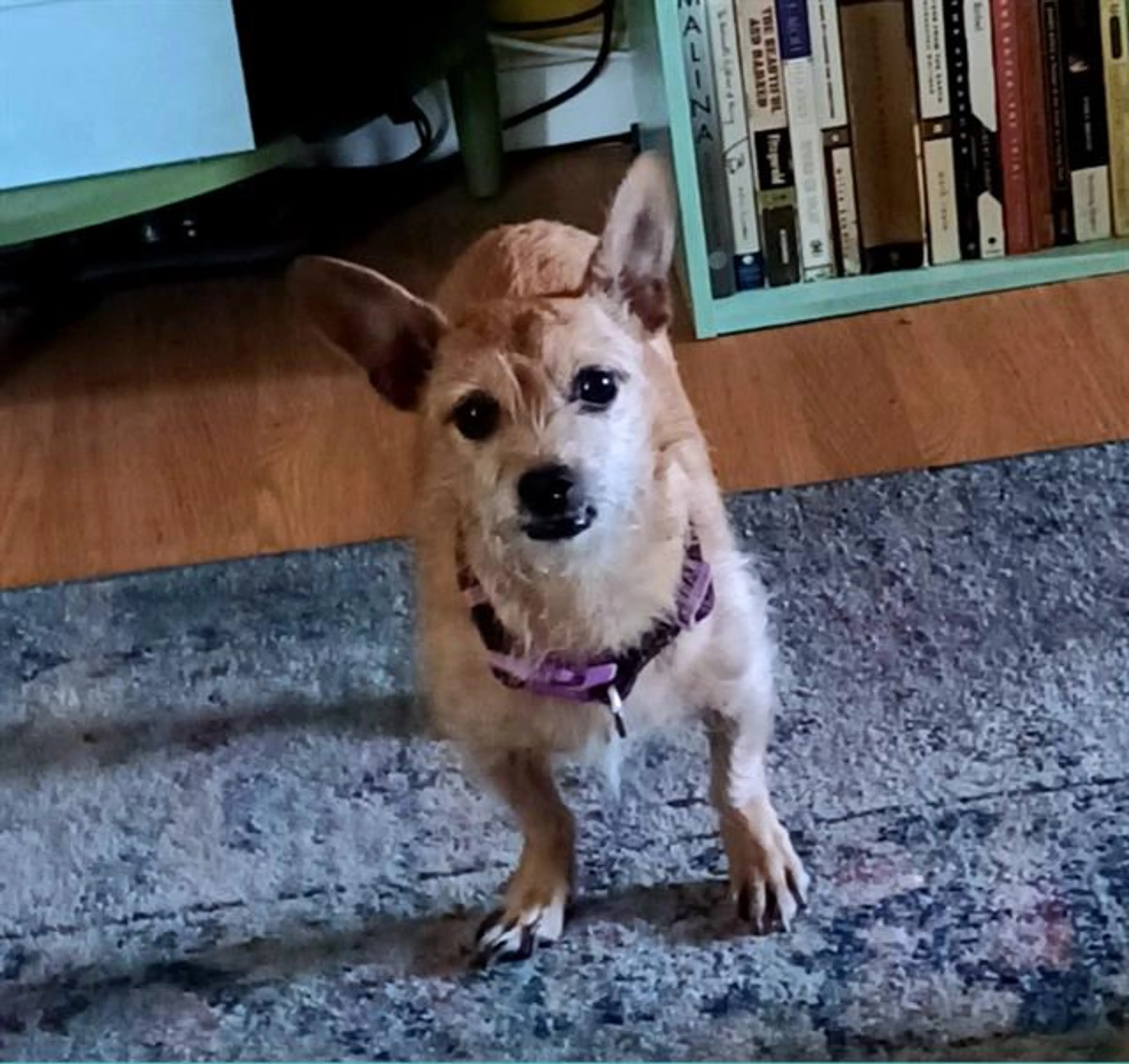 Found pet