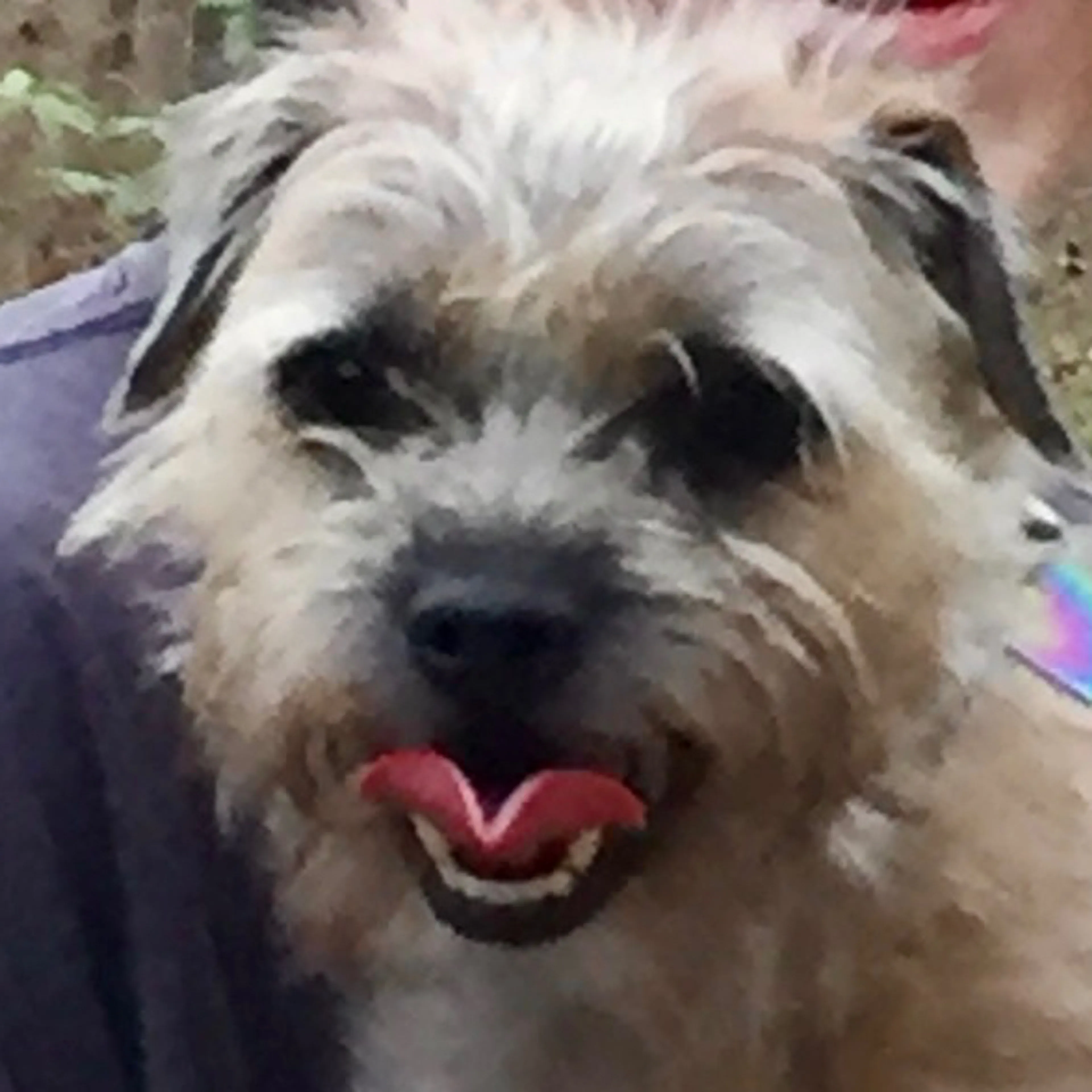 Lost pet-2