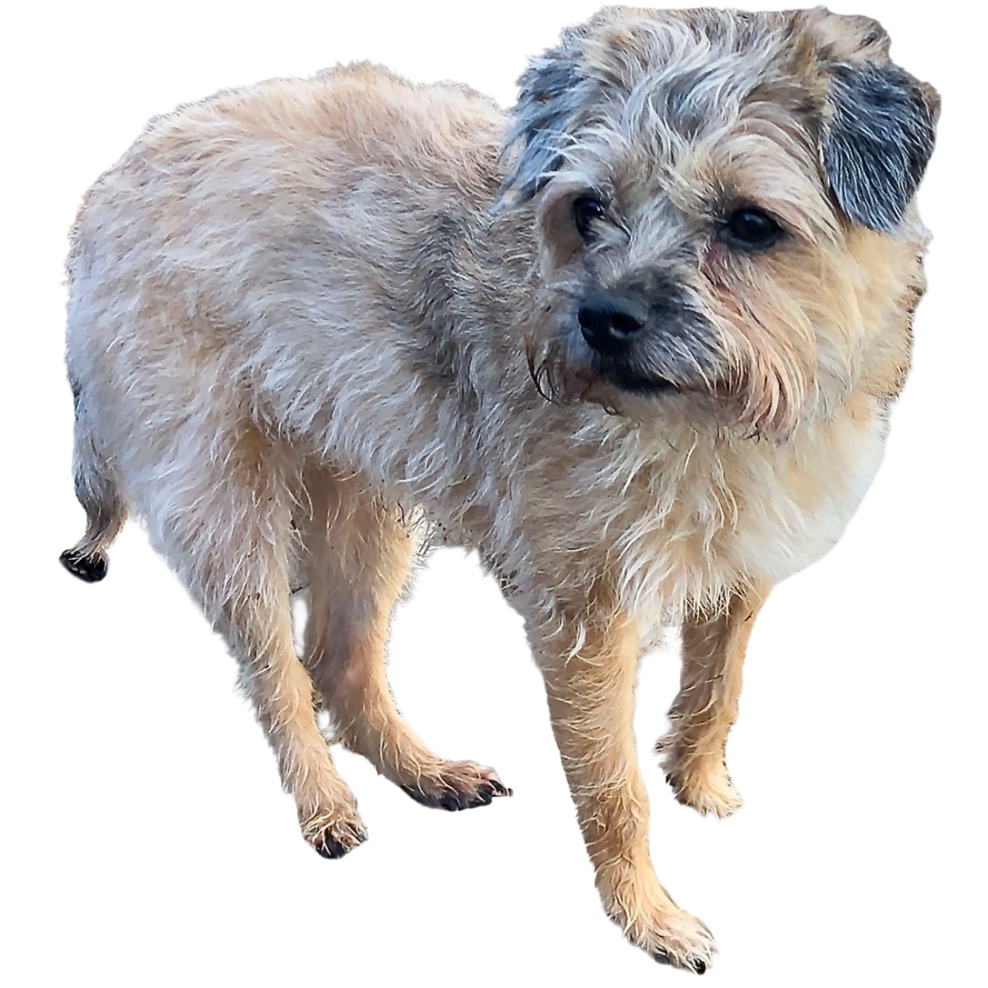 Lost pet-0