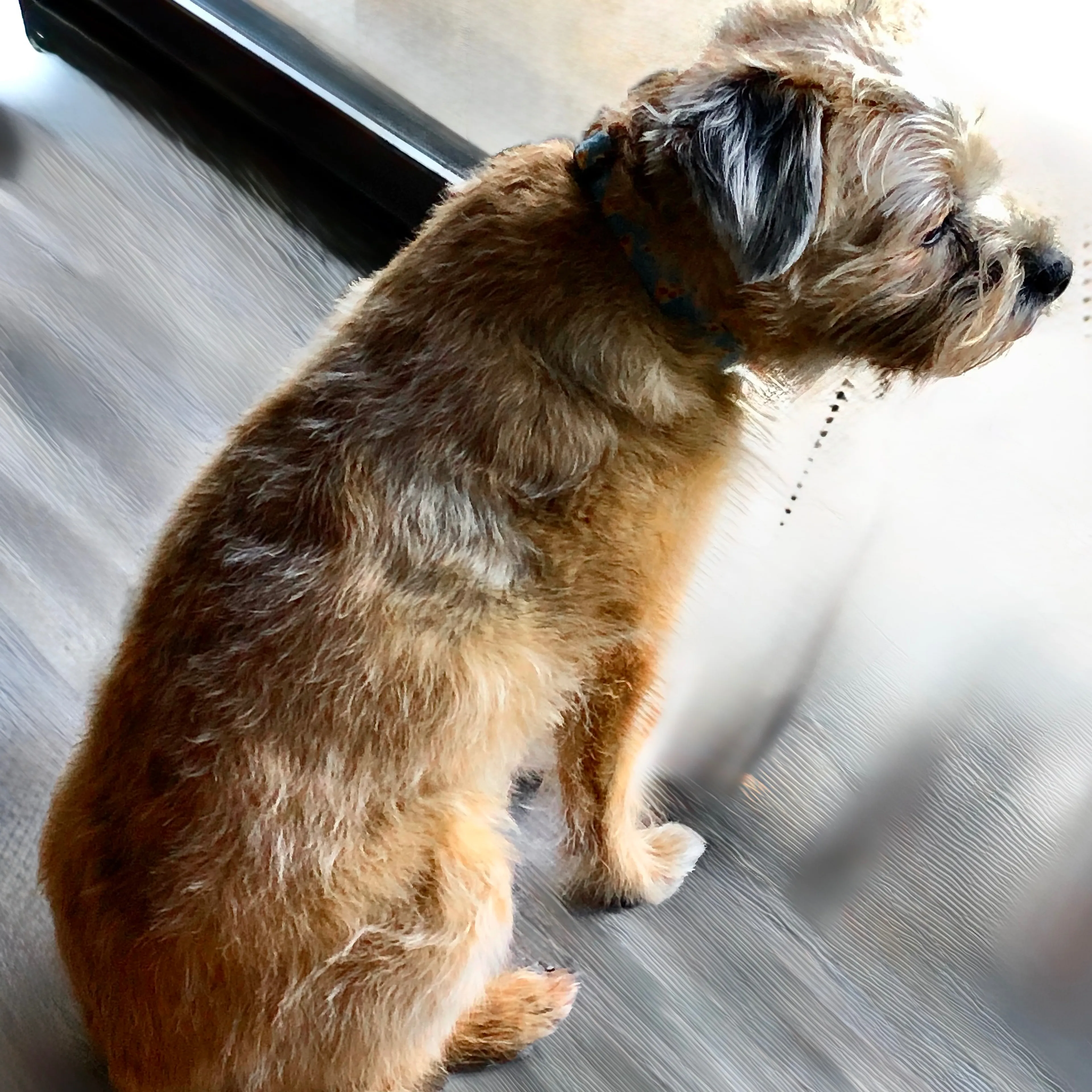 Lost pet-1