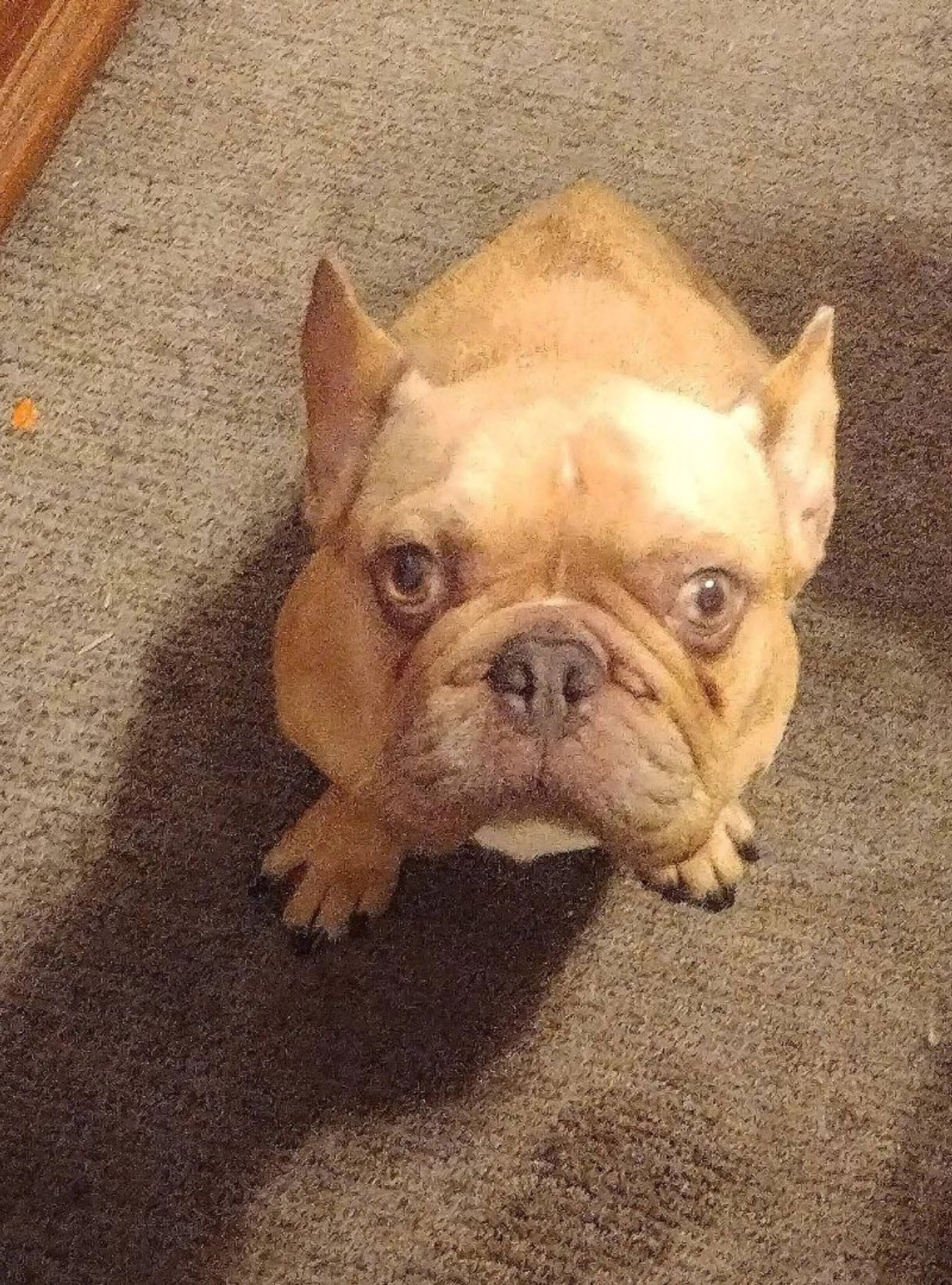Lost pet-3