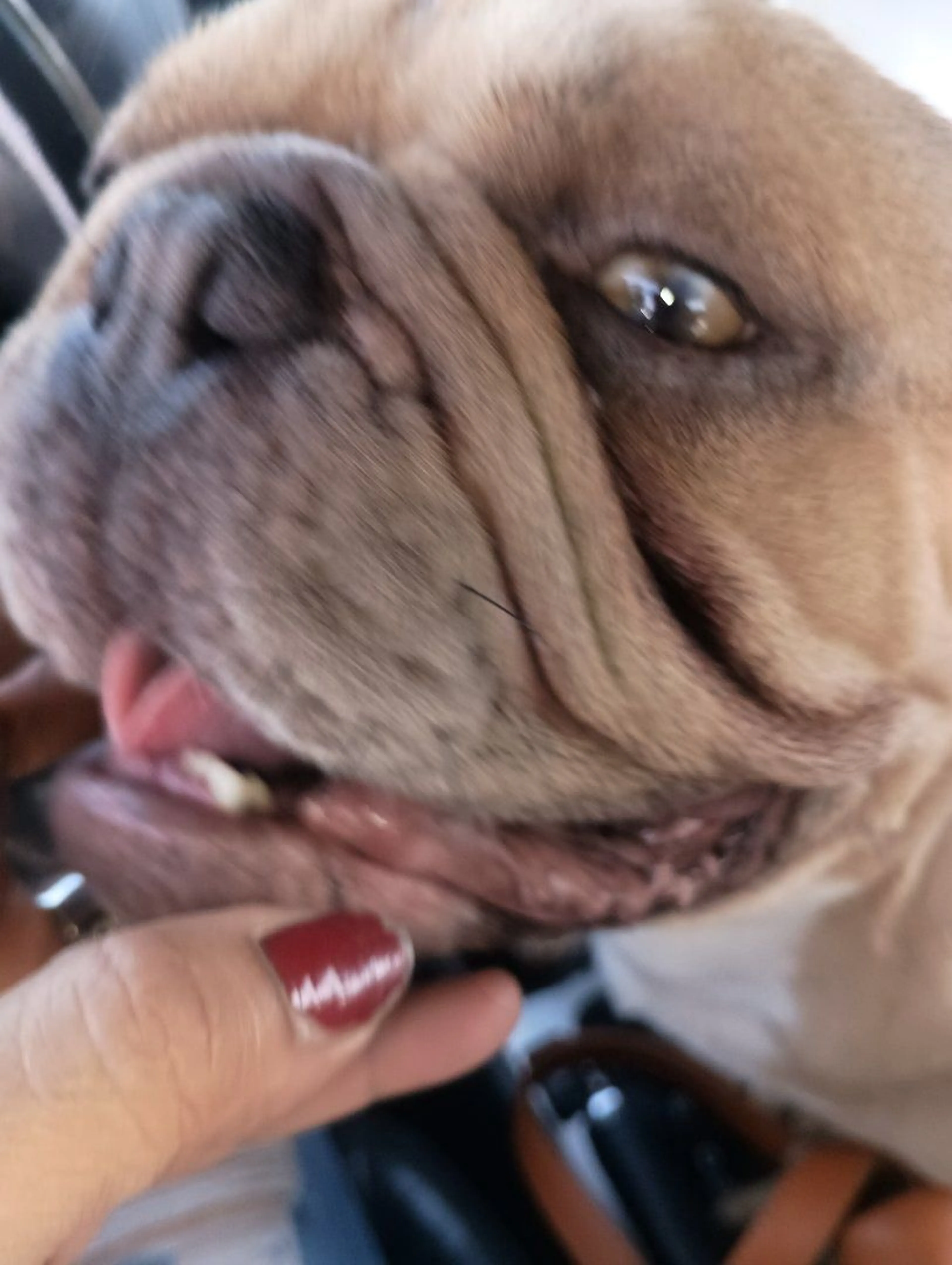 Lost pet-2