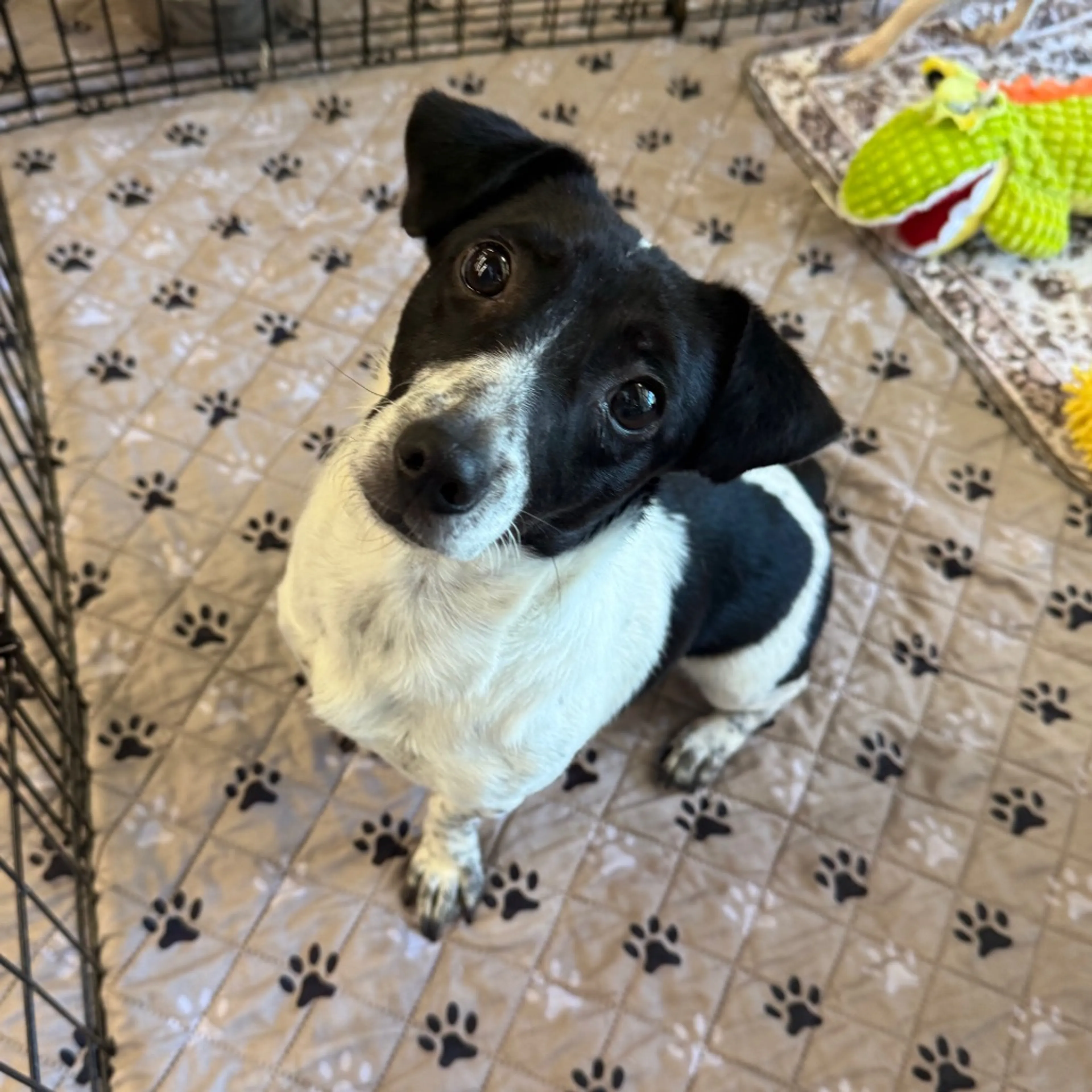 Found pet-1