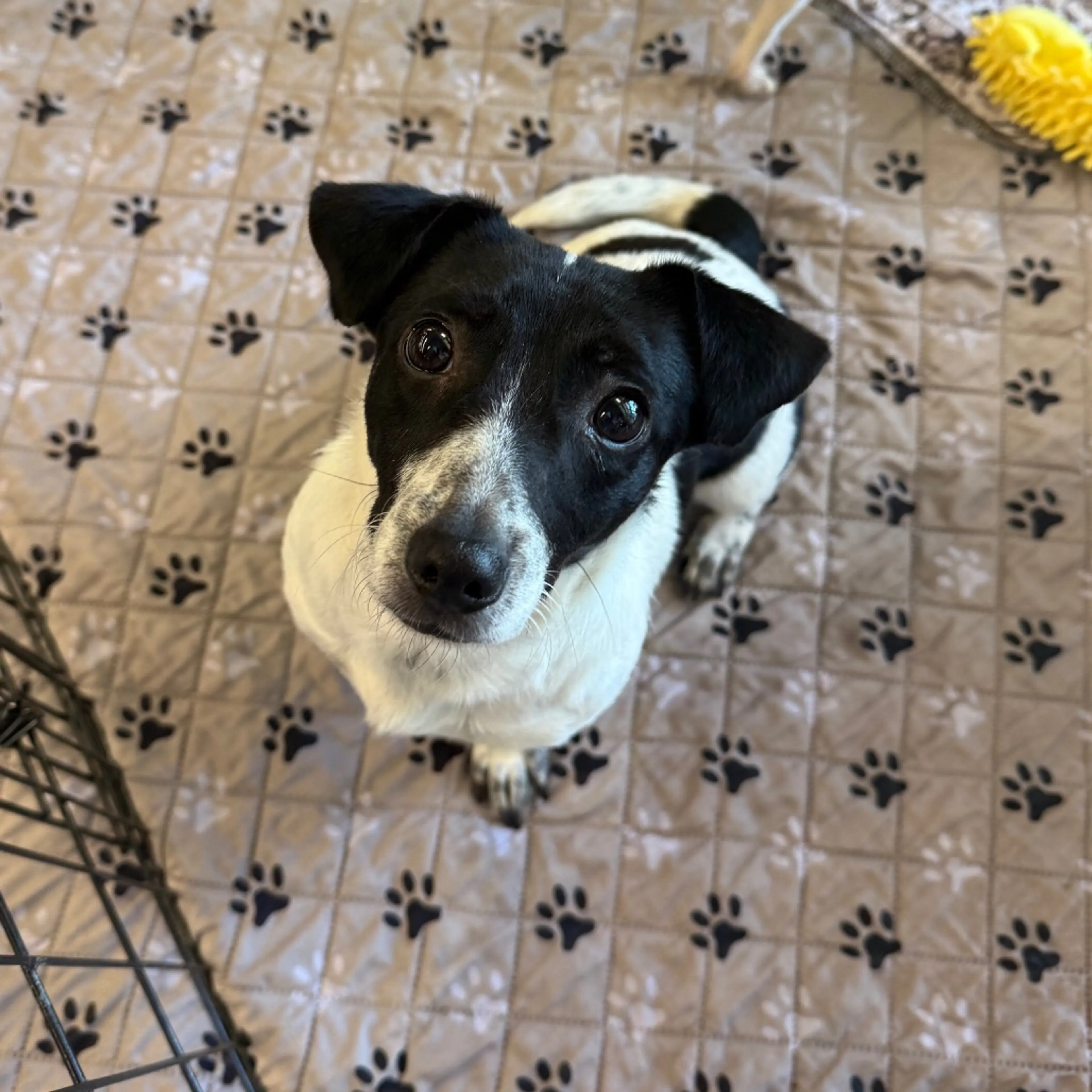 Found pet-0