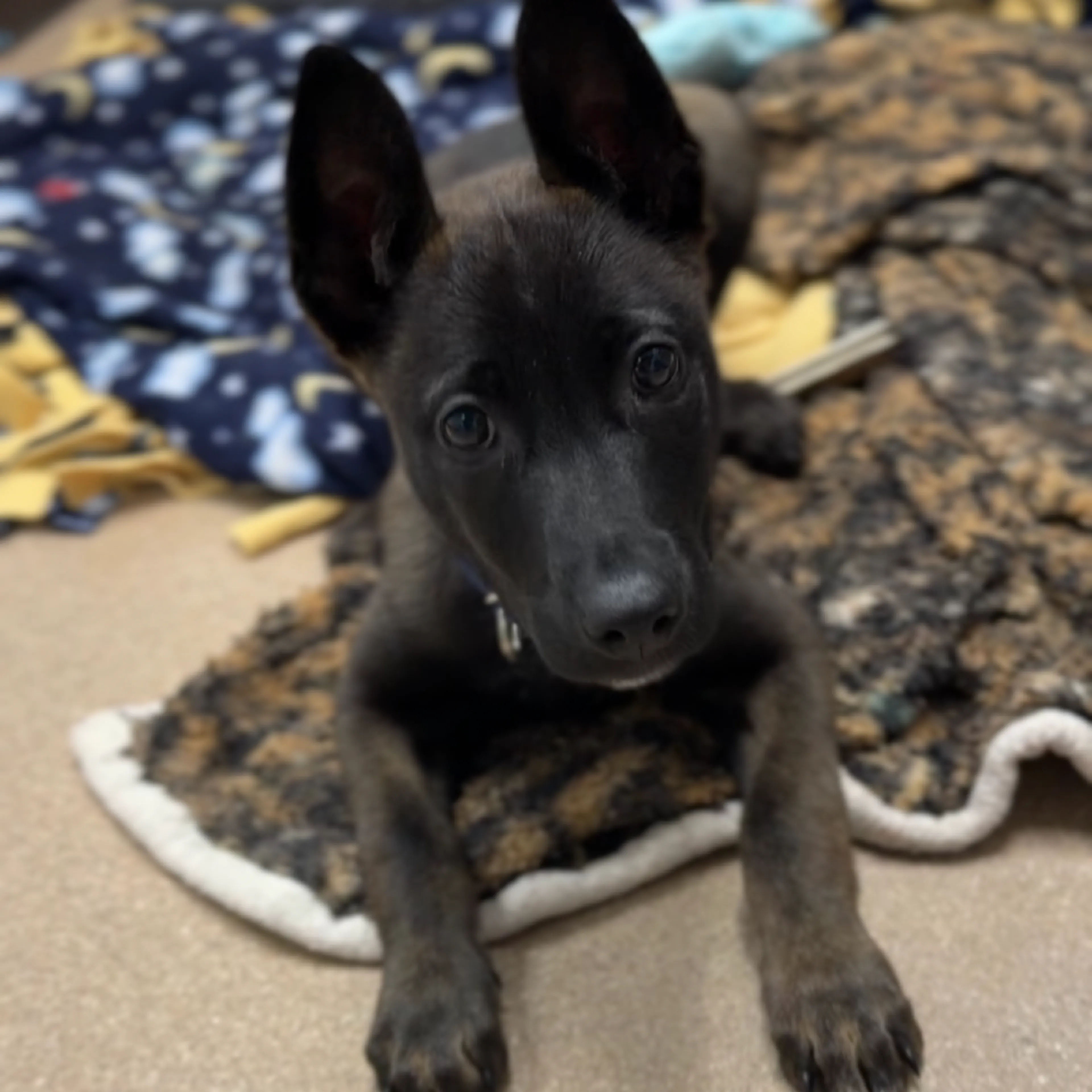 Found pet-3