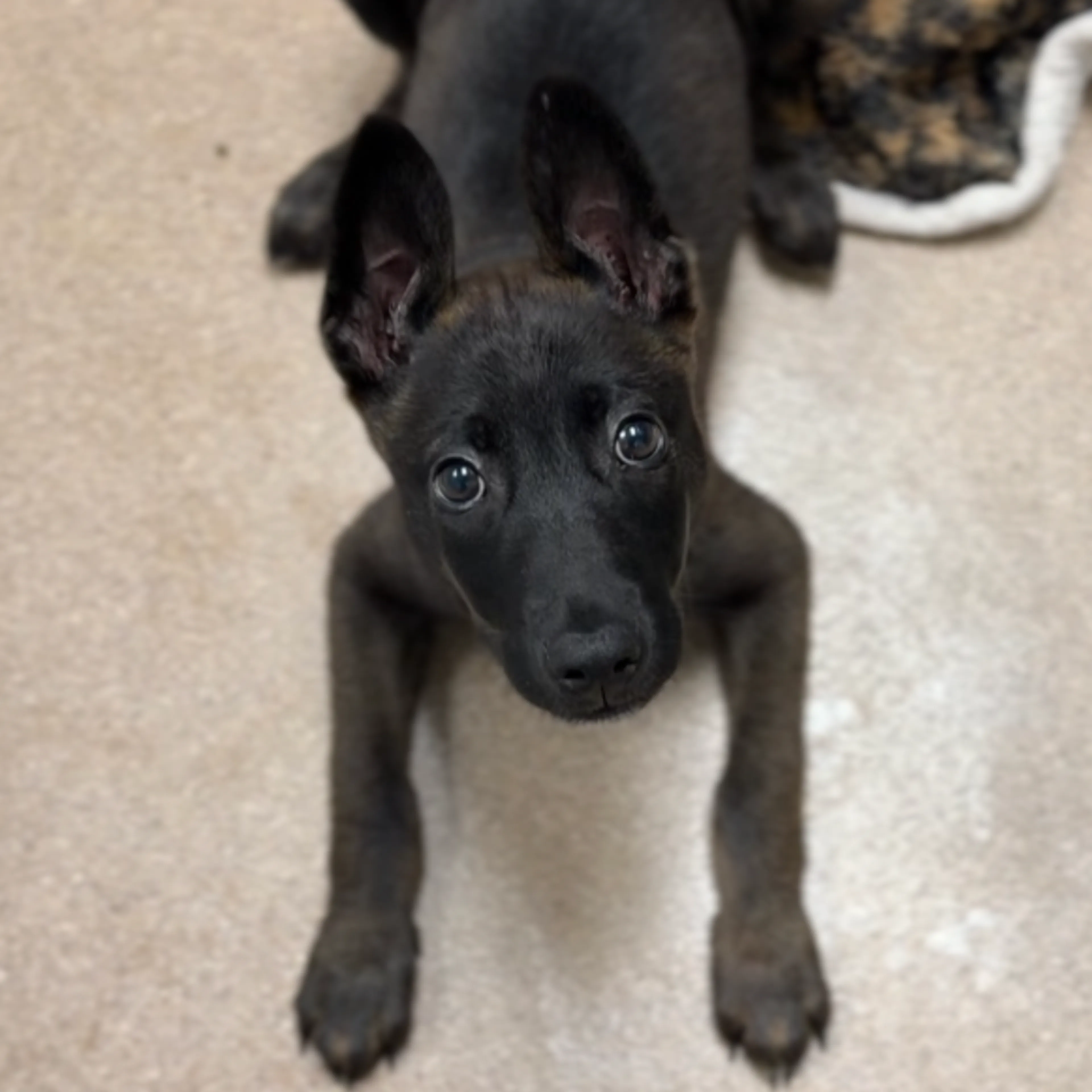 Found pet-1
