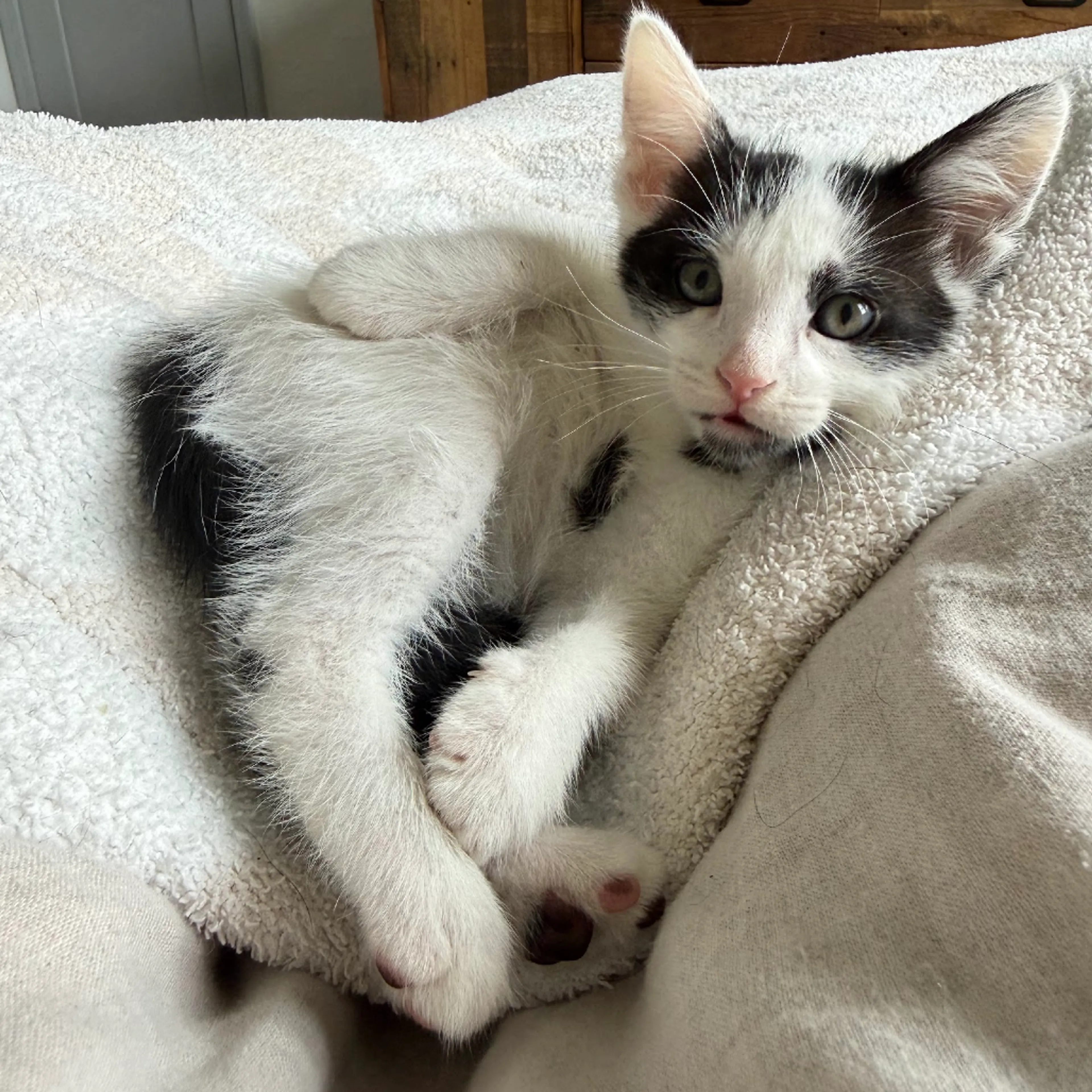 Found pet-6