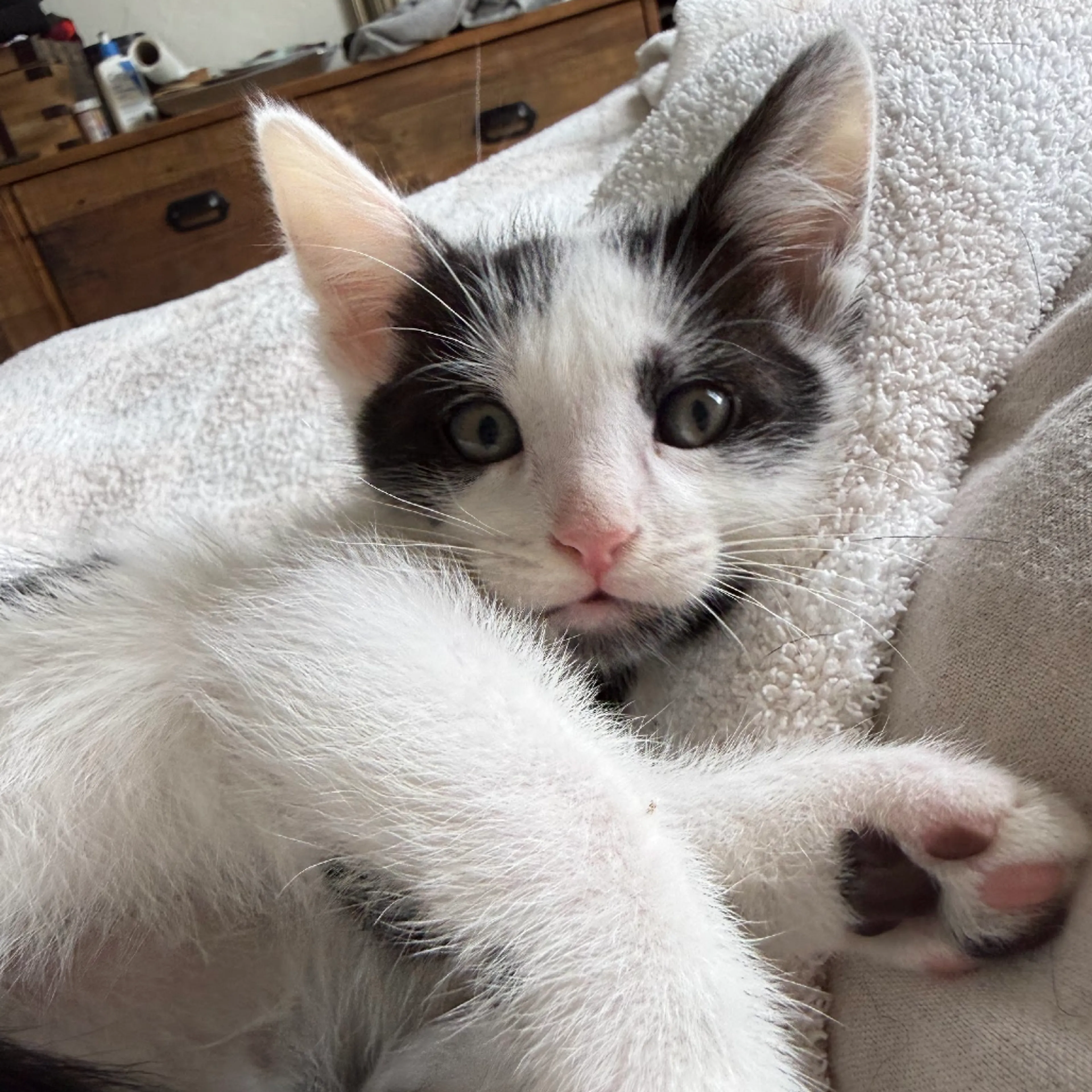 Found pet-3