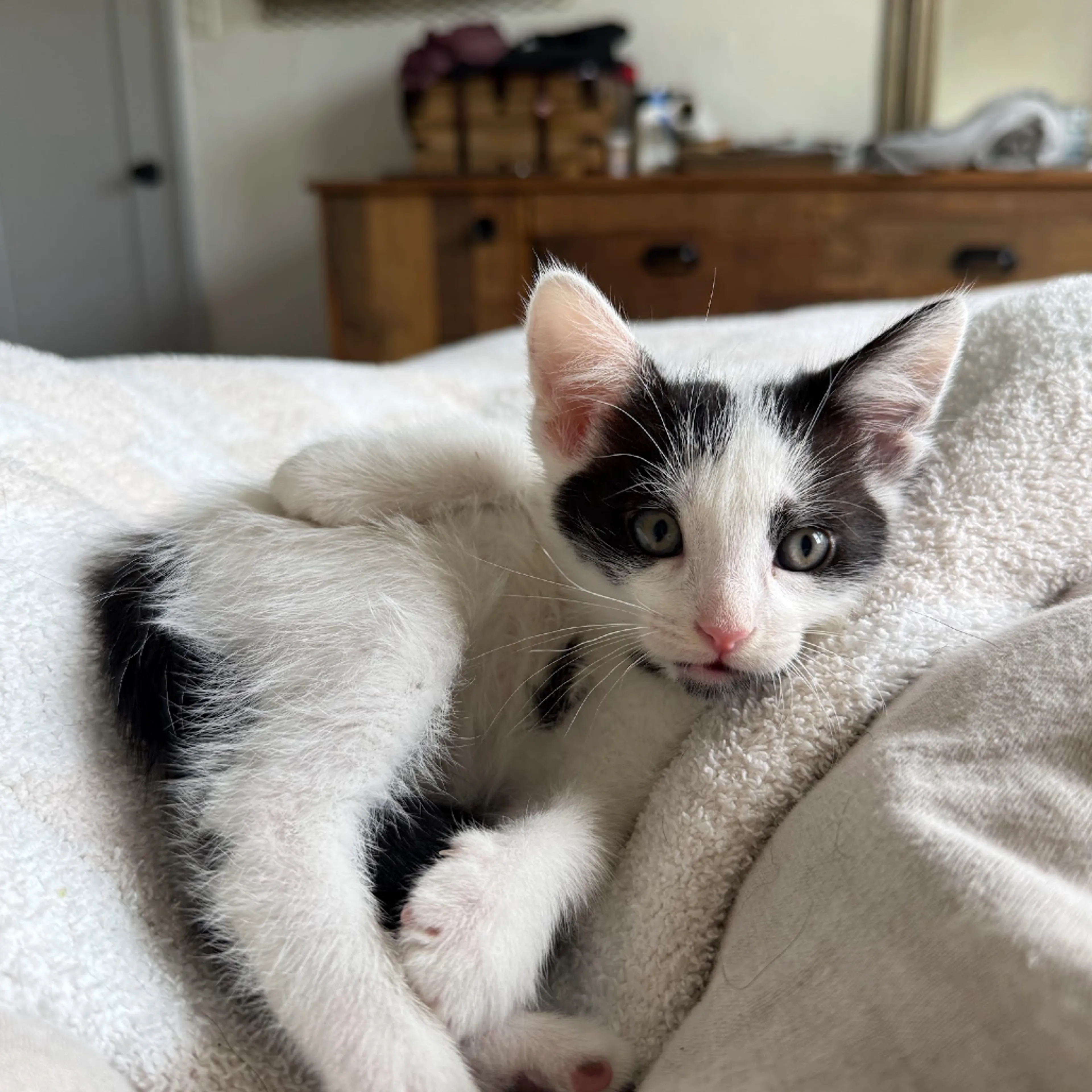 Found pet-7