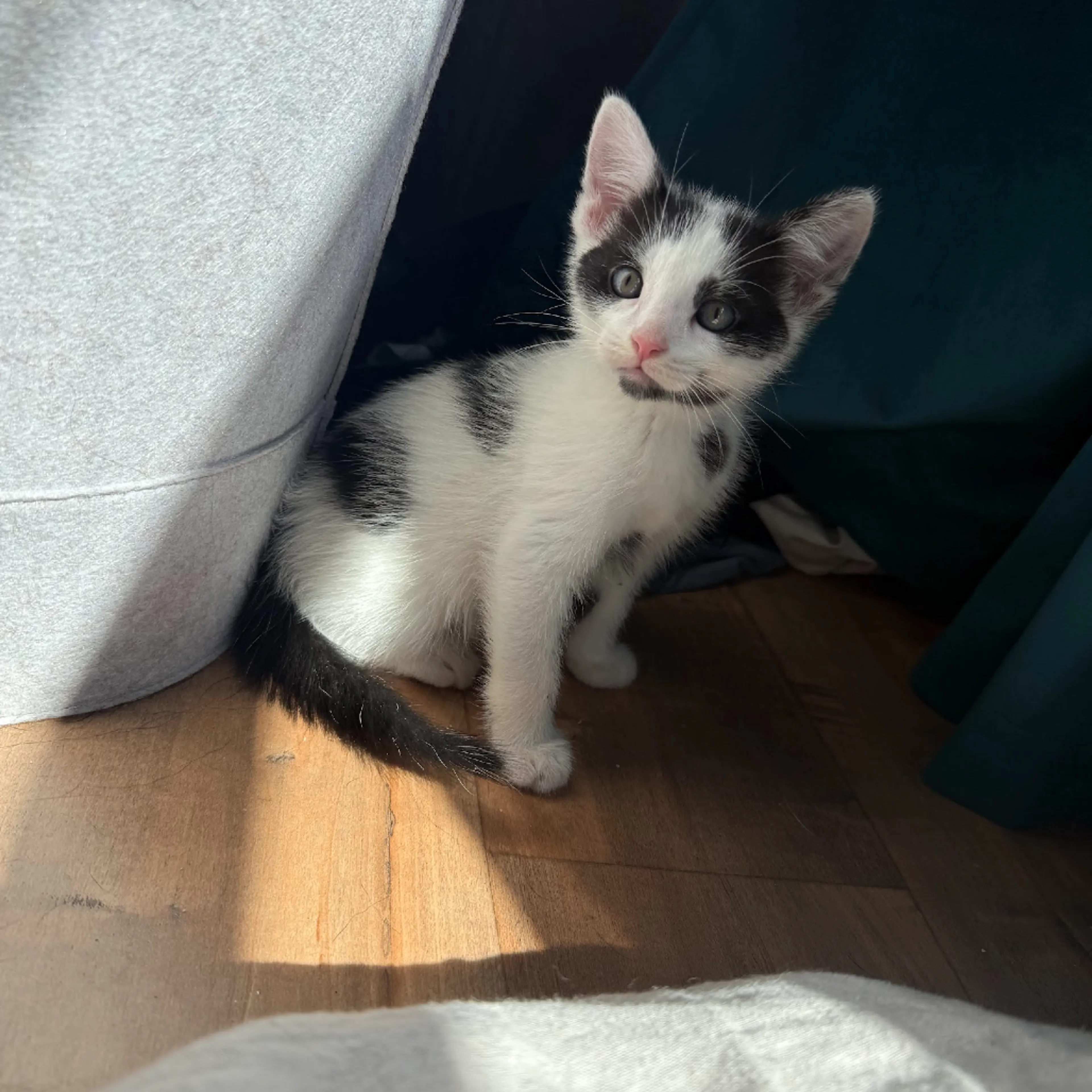 Found pet-8